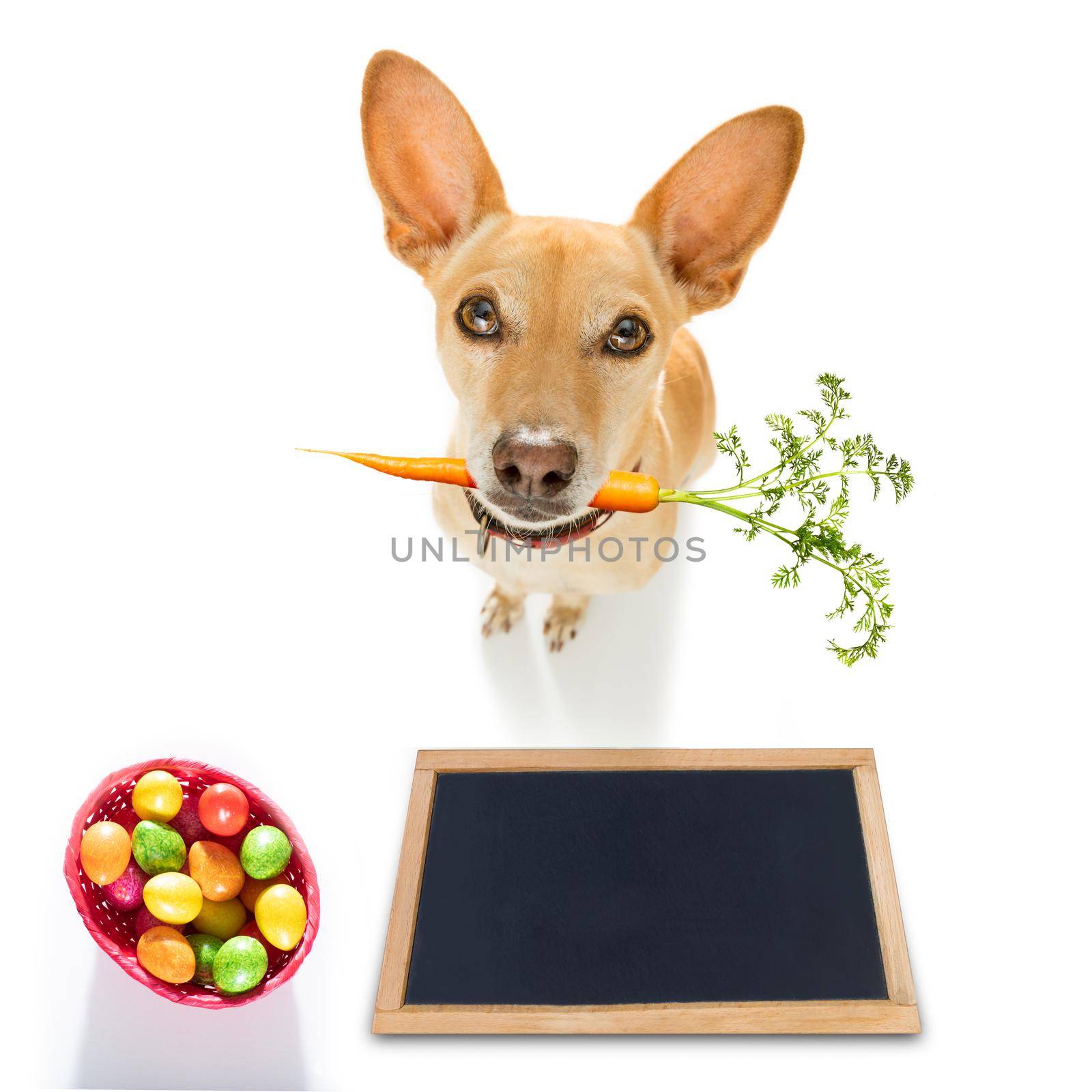 easter bunny dog with basket and eggs isolated on white background for the holiday season with blackboard banner or placard