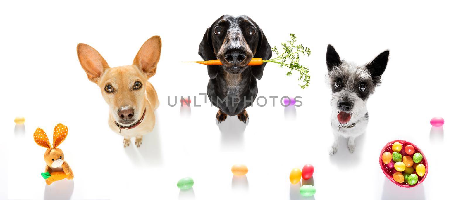 easter bunny team couple of dogs in a row with basket and eggs isolated on white background for the holiday season