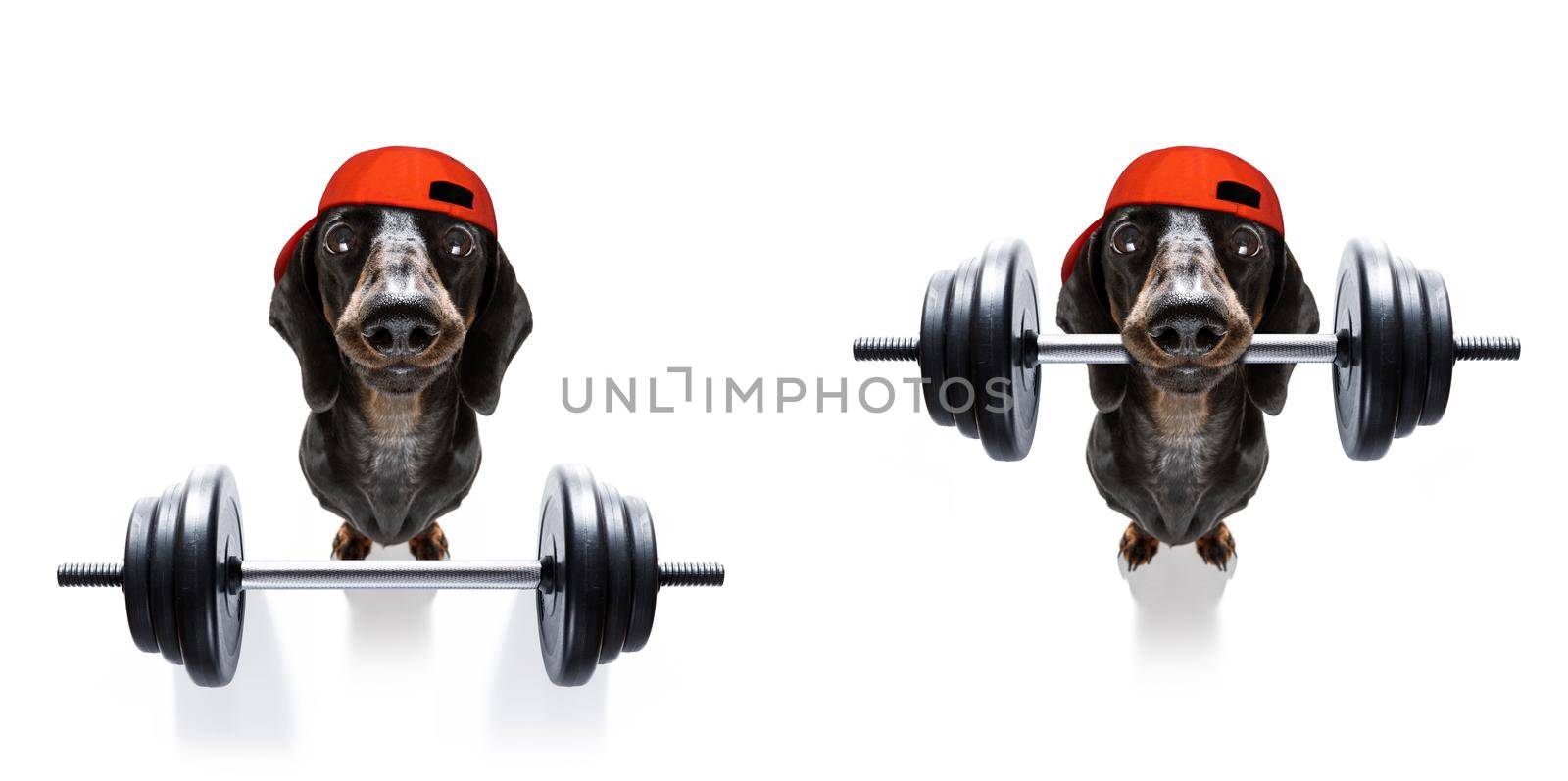 fitness sausage dachshund dog lifting a heavy big dumbbell, as personal trainer , isolated on white background