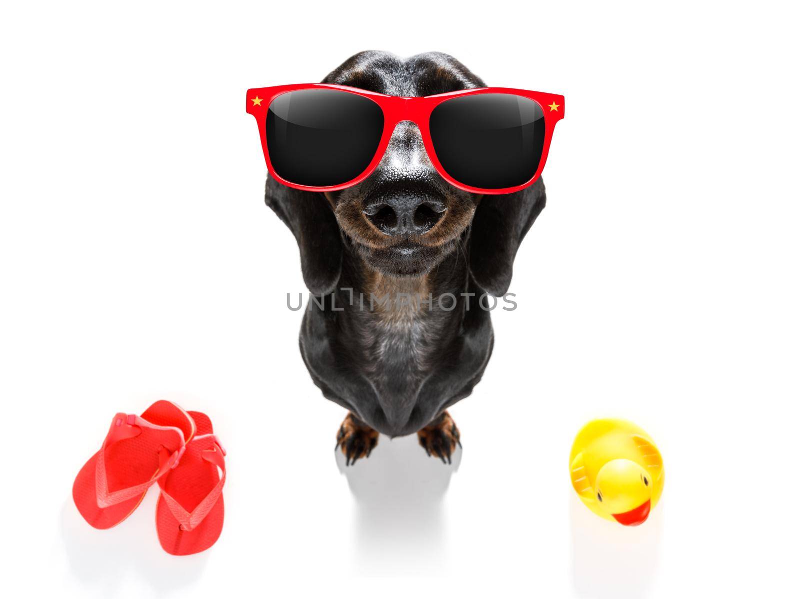 summer vacation sausage dachshund dog with rubber duck and flip flops