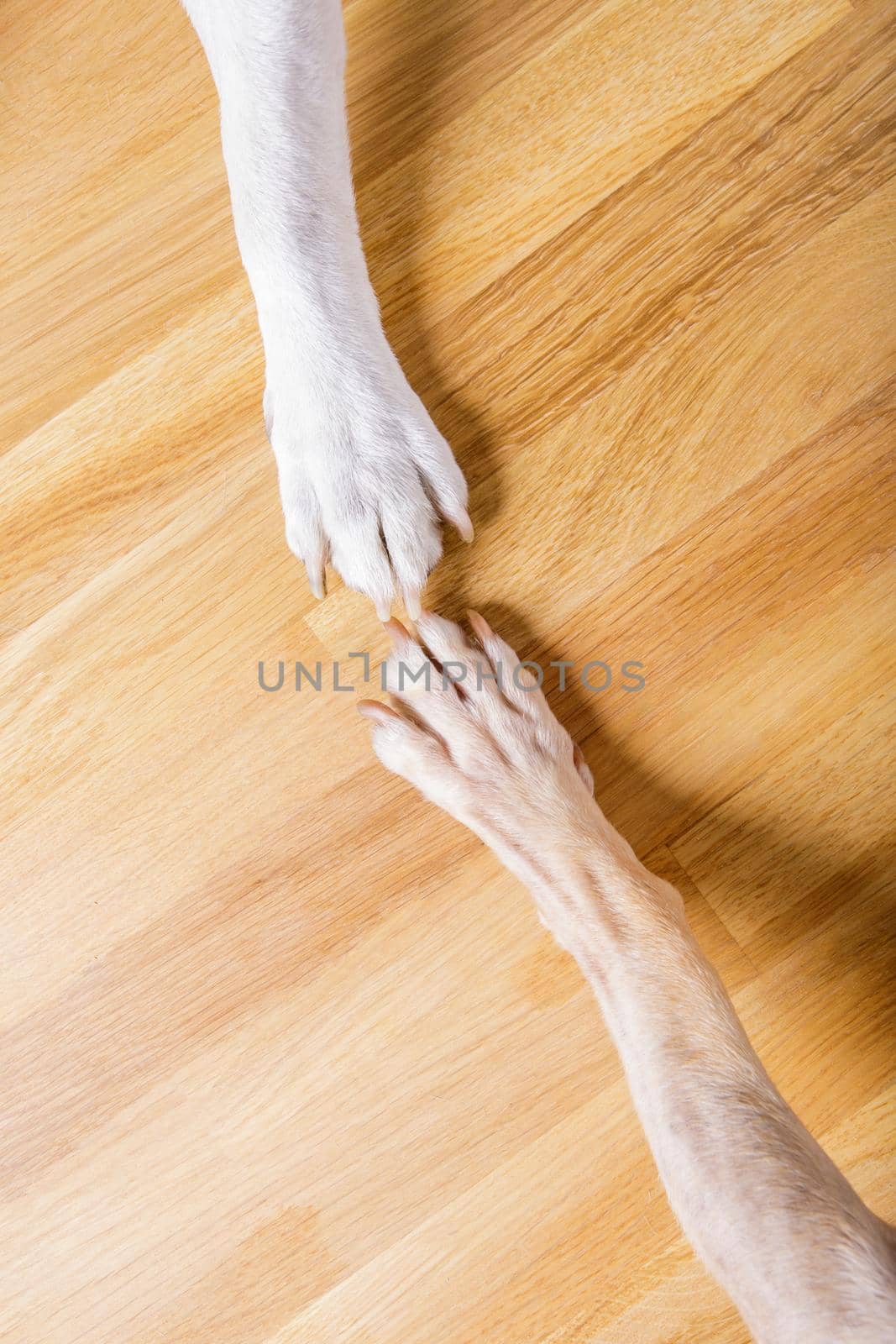 dog and owner handshaking by Brosch