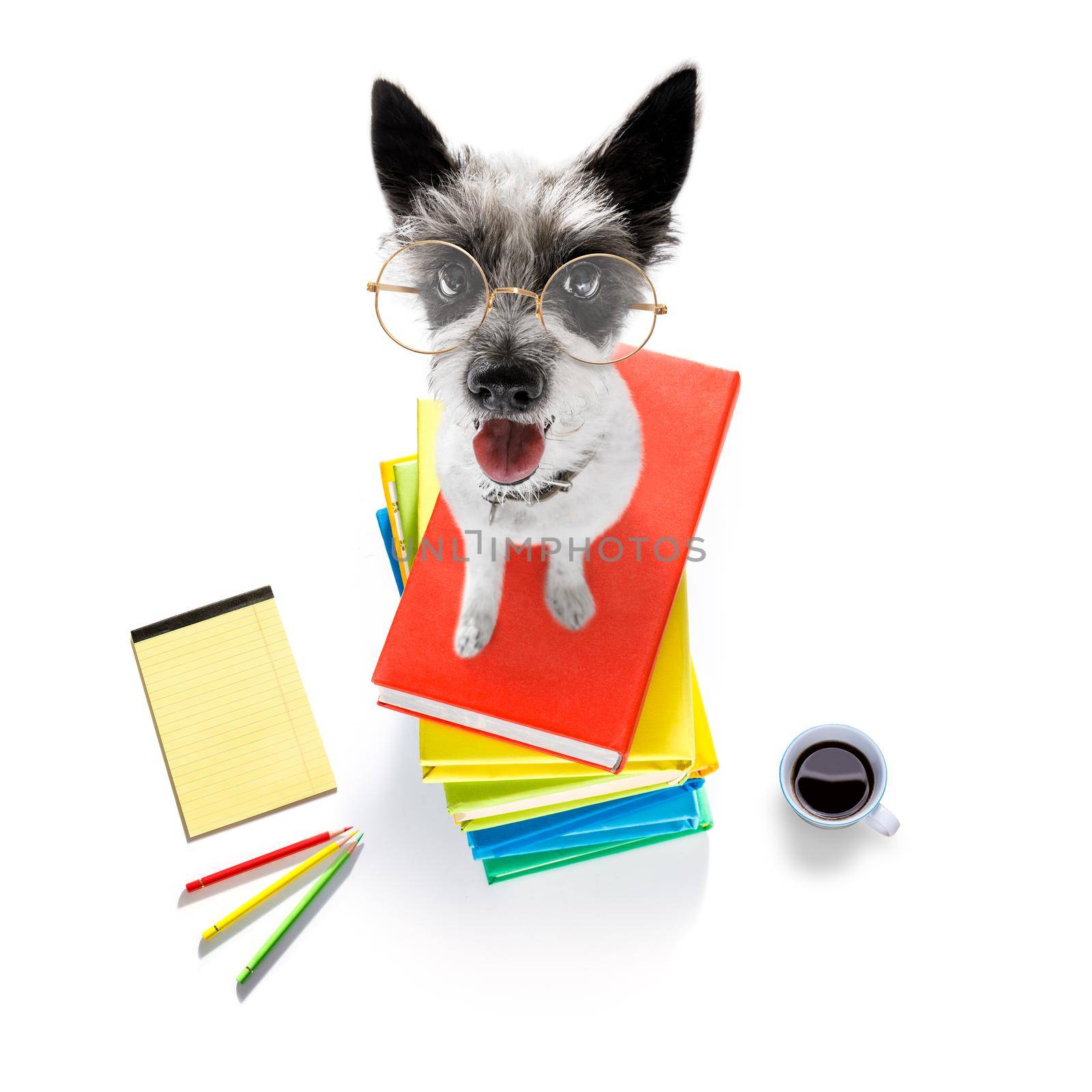 smart dog and books by Brosch