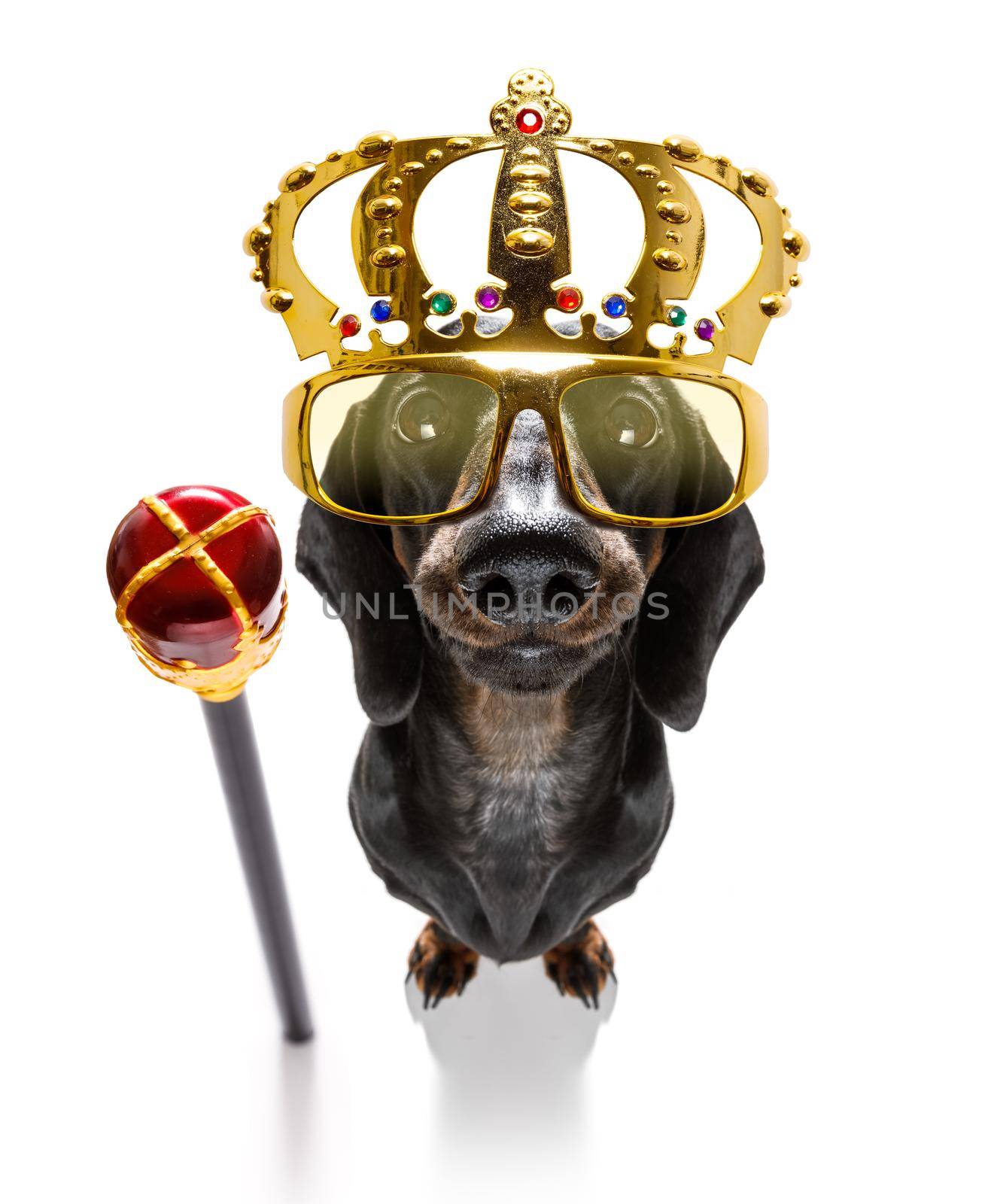 sausage dachshund dog as king with crown  looking and staring  at you ,while sitting on the ground or floor, isolated on white background