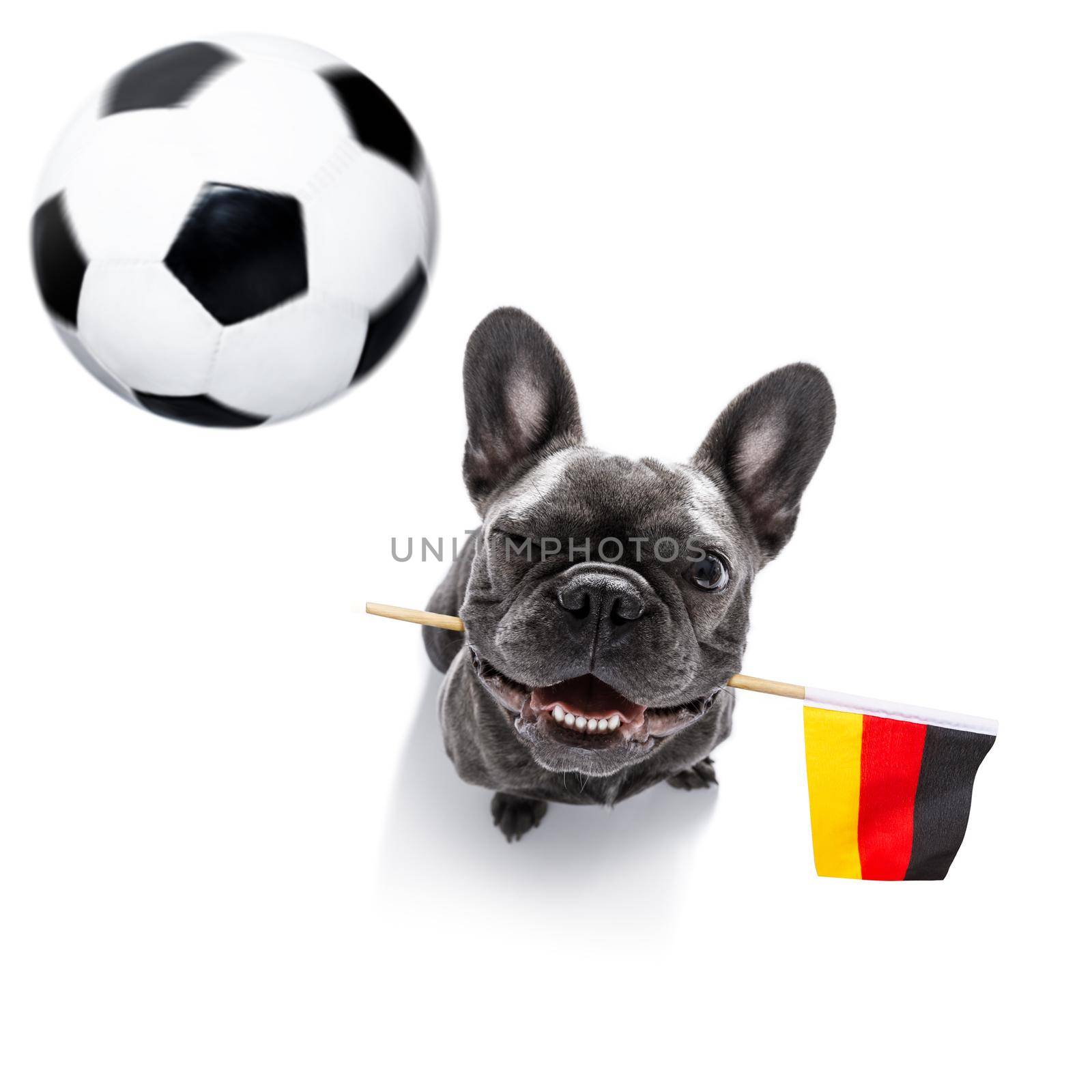 soccer football french bulldog dog playing with leather ball  , isolated on white background and german  flag