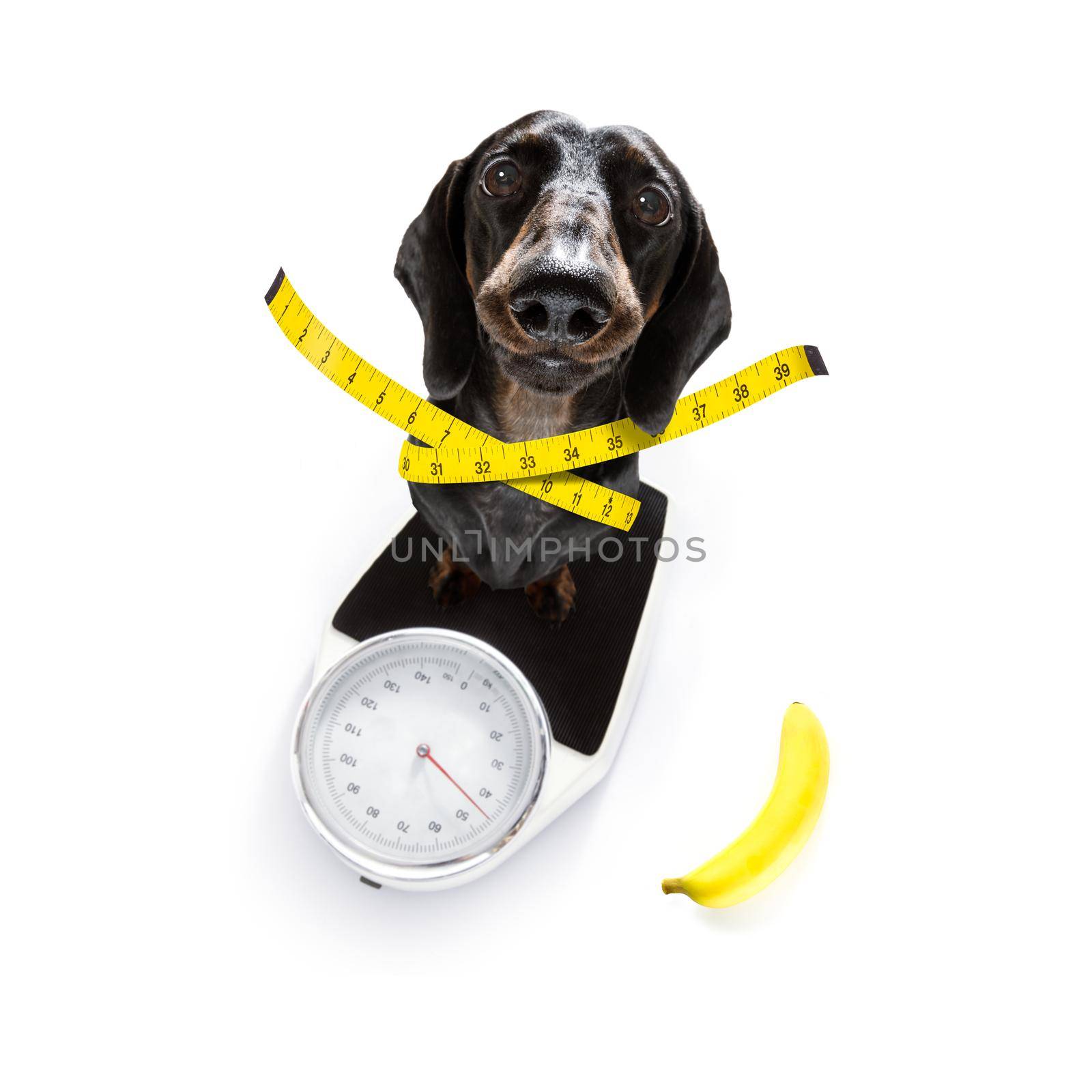 sausage dog with guilty conscience  for overweight, and to loose weight , standing on a  personal scale, isolated on white background and fresh vegan vegetarian fruit around