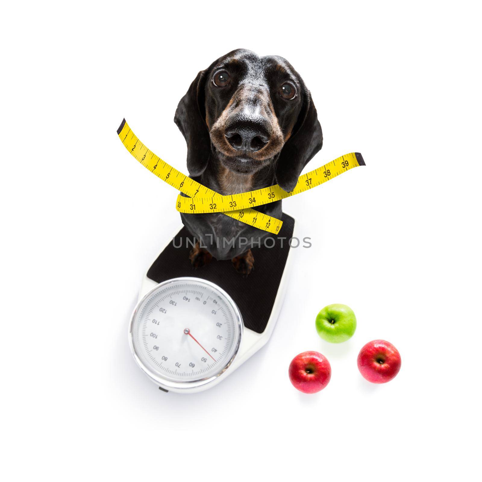 sausage dog with guilty conscience  for overweight, and to loose weight , isolated on white background and fresh vegan vegetarian fruit around