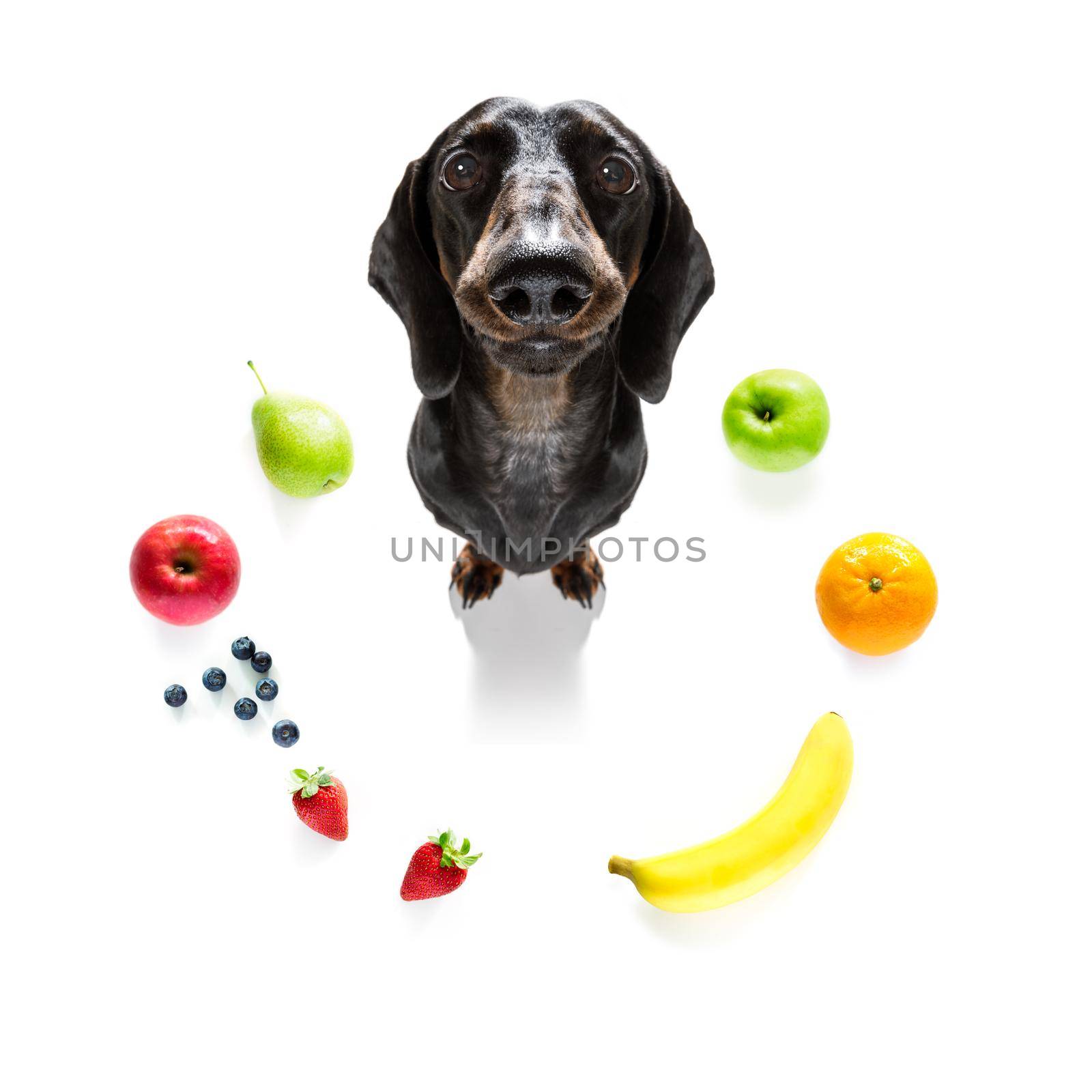 sausage dog with guilty conscience  for overweight, and to loose weight , isolated on white background and fresh vegan vegetarian fruit around