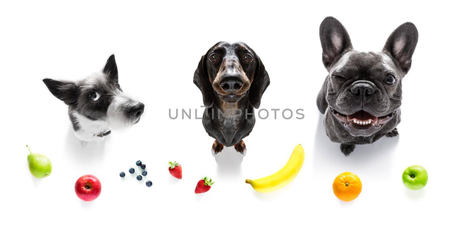 group of dogs with overweight and fruit by Brosch