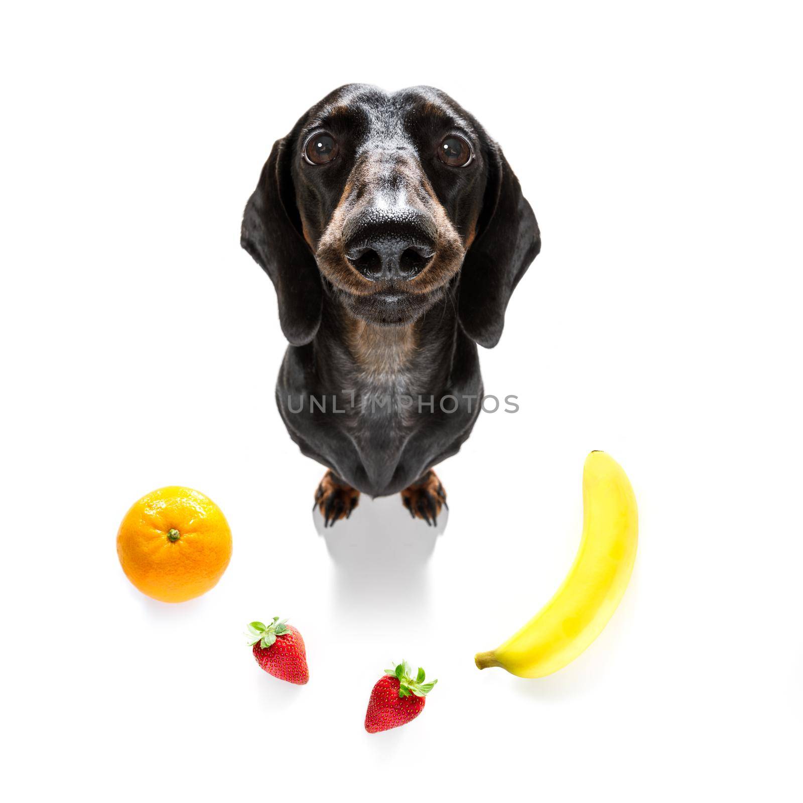 sausage dachshund  dog with guilty conscience  for overweight, and to loose weight ,isolated on white background and fresh vegan vegetarian fruit around