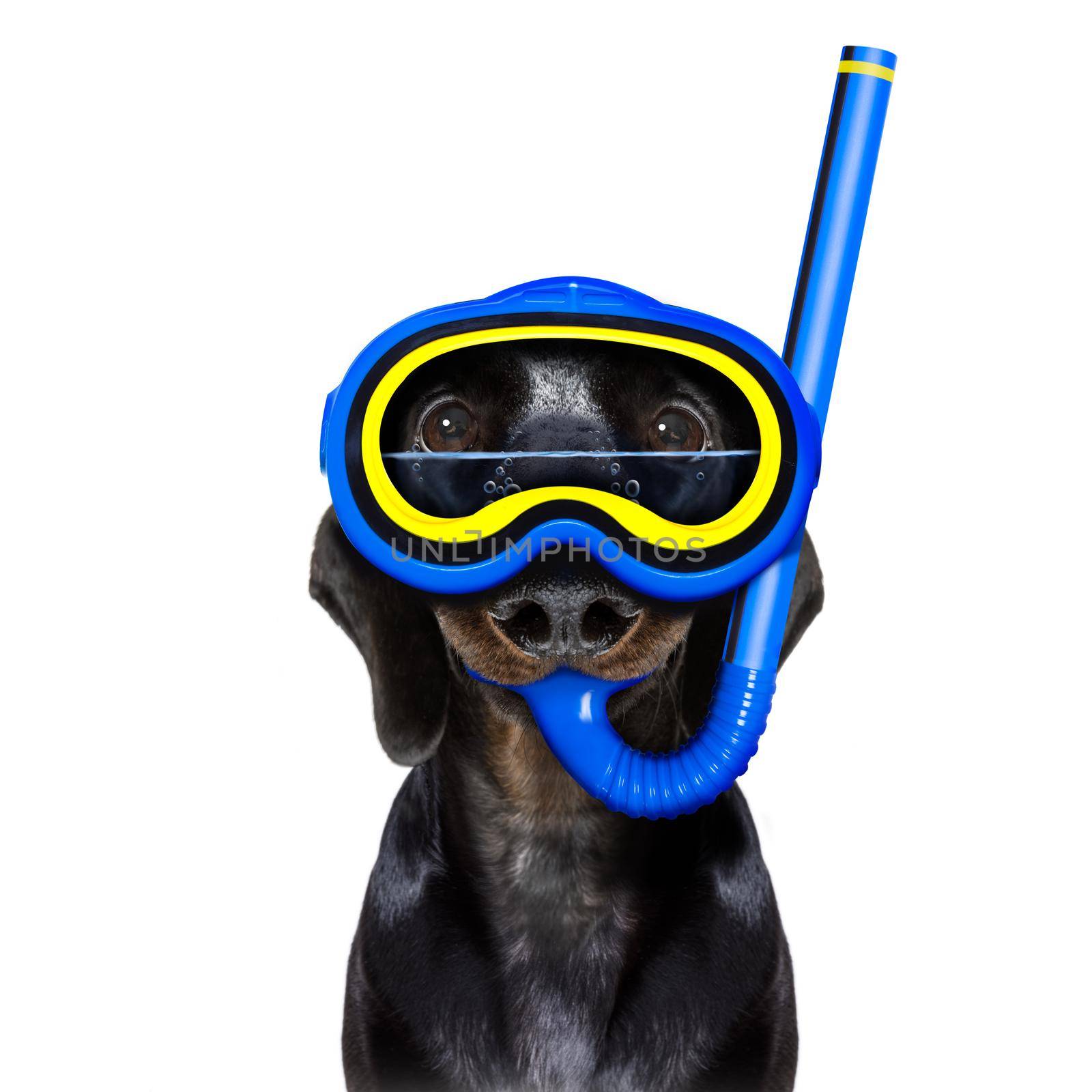 scuba diving dog by Brosch