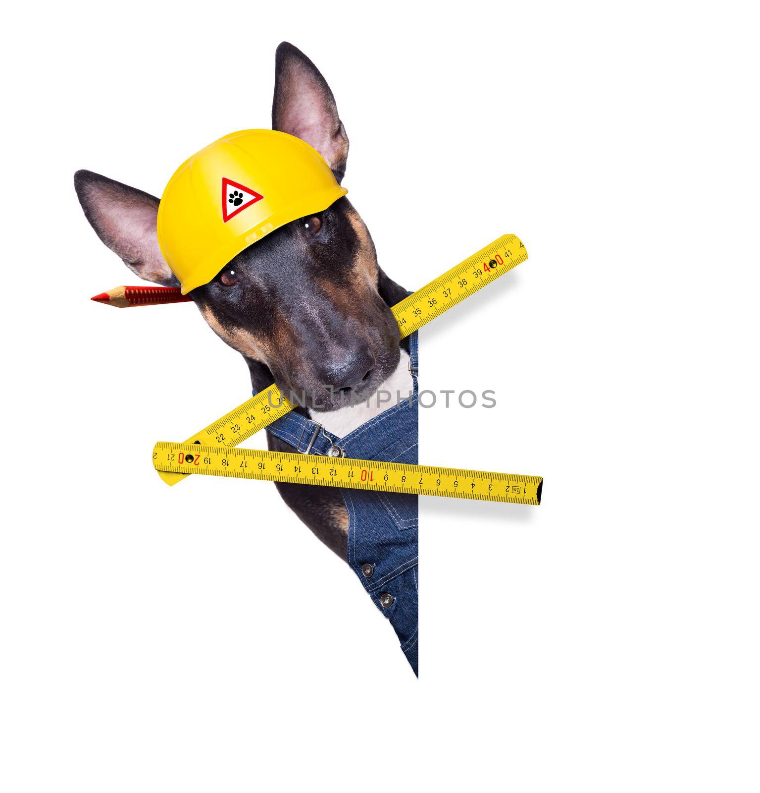 handyman pit bull terrier dog worker with work tool in mouth, ready to repair, fix everything at home, isolated on white background
