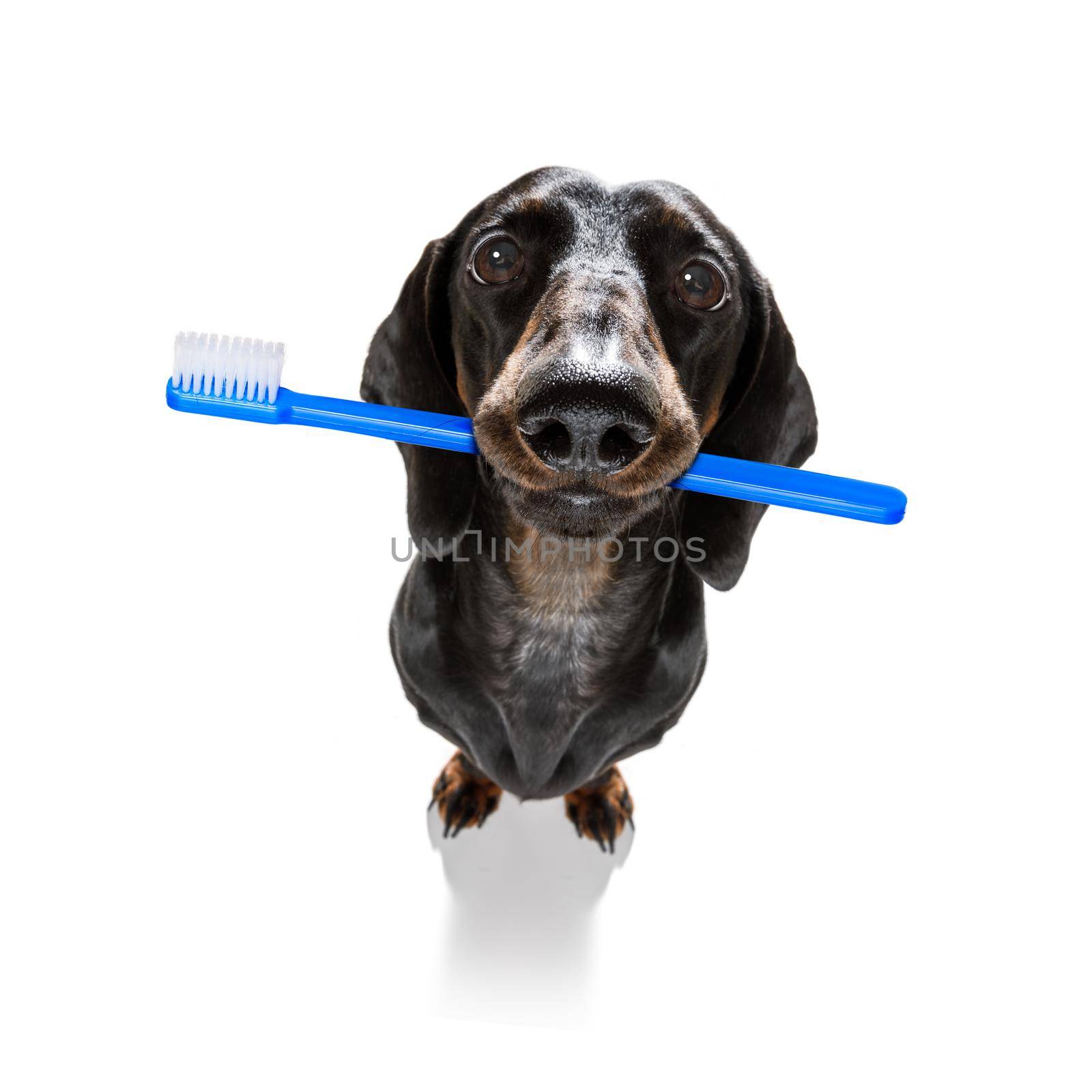 sausage dachshund dog holding a toothbrush with mouth , isolated on white background
