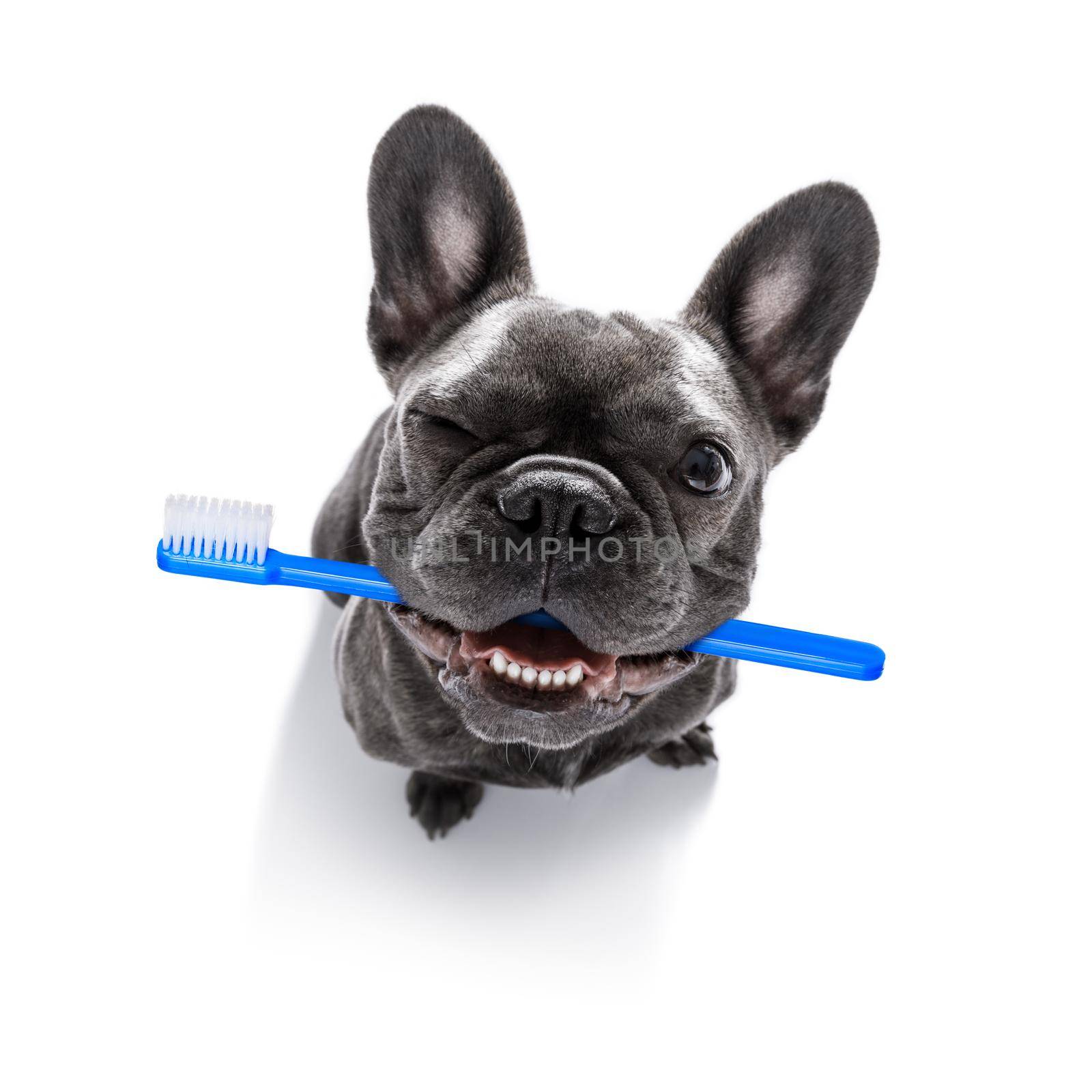 dental toothbrush  row of dogs by Brosch