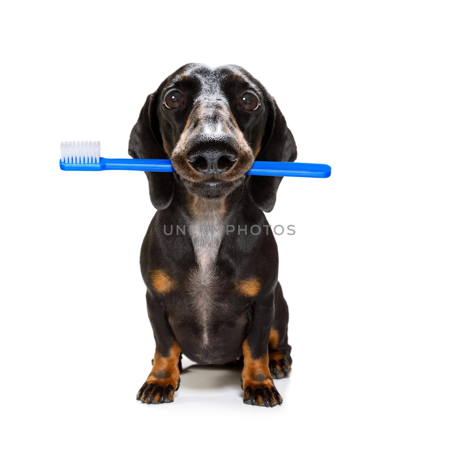 sausage dachshund dog holding a toothbrush with mouth , isolated on white background