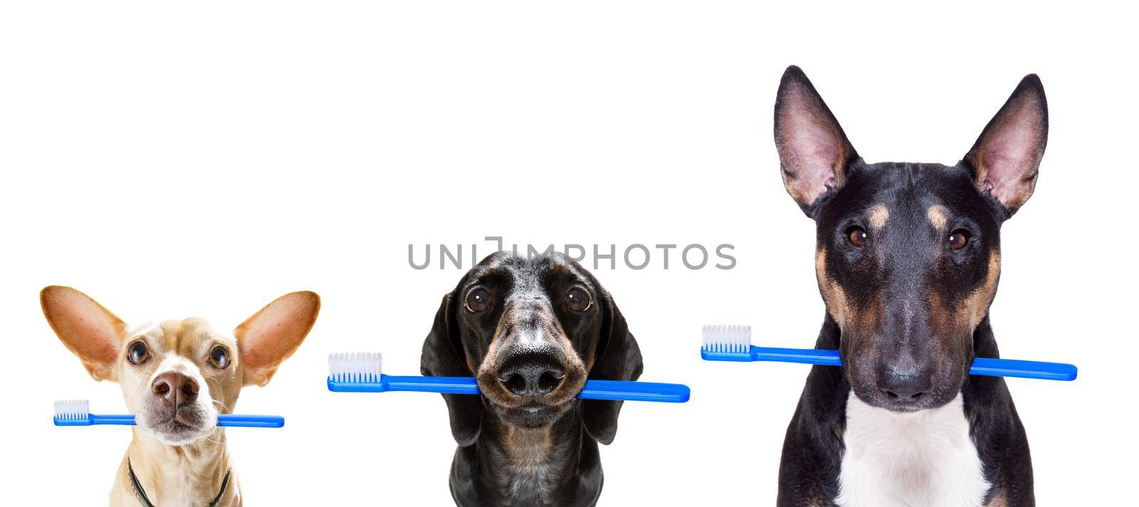 dental toothbrush  row of dogs by Brosch