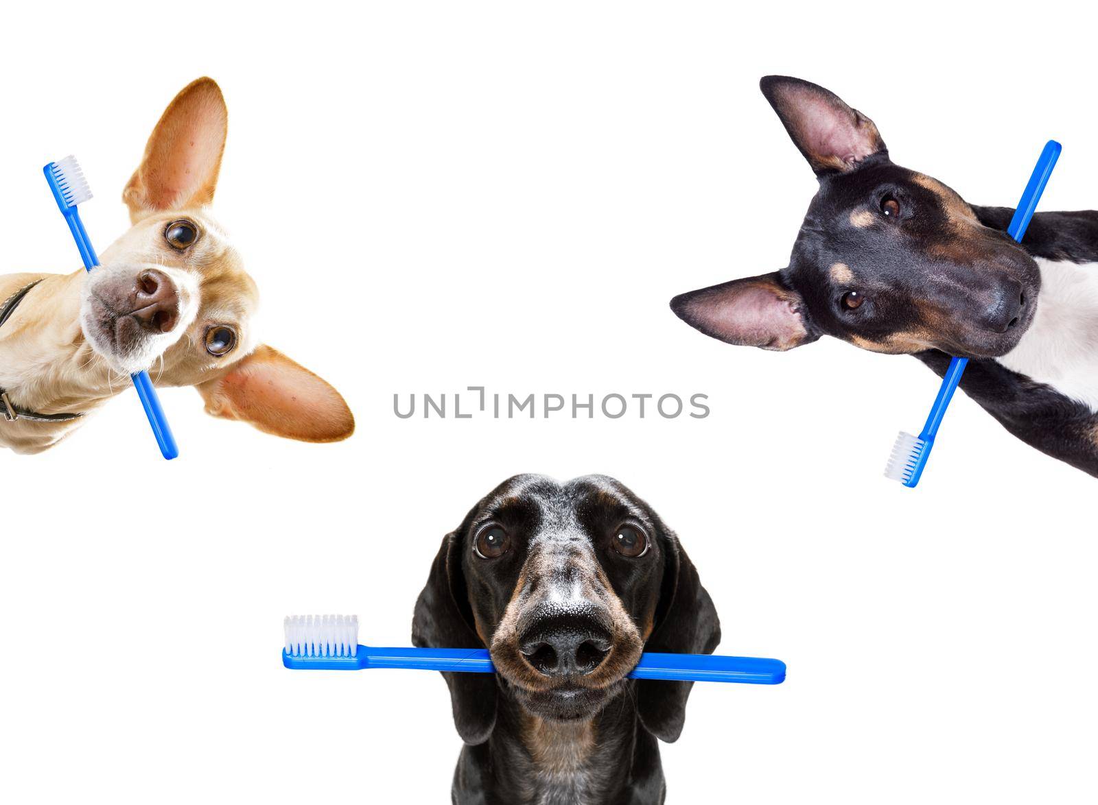 sausage dachshund dog holding a toothbrush with mouth , isolated on white background