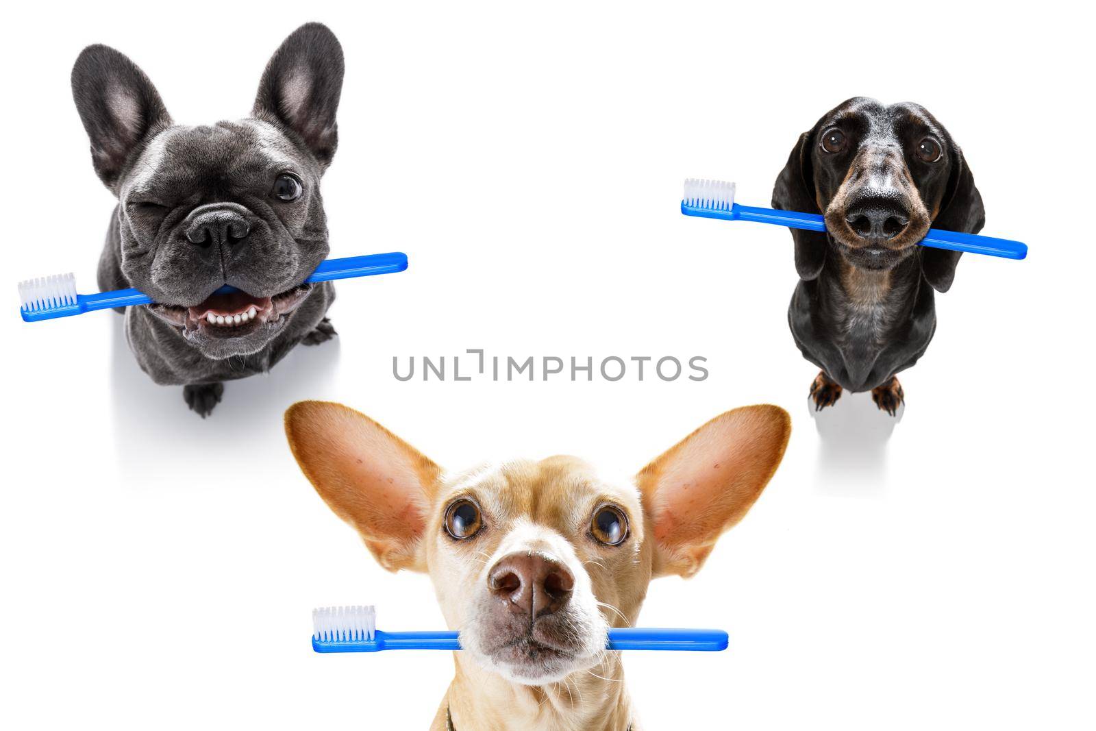 group row team of dogs holding a toothbrush with mouth , isolated on white background