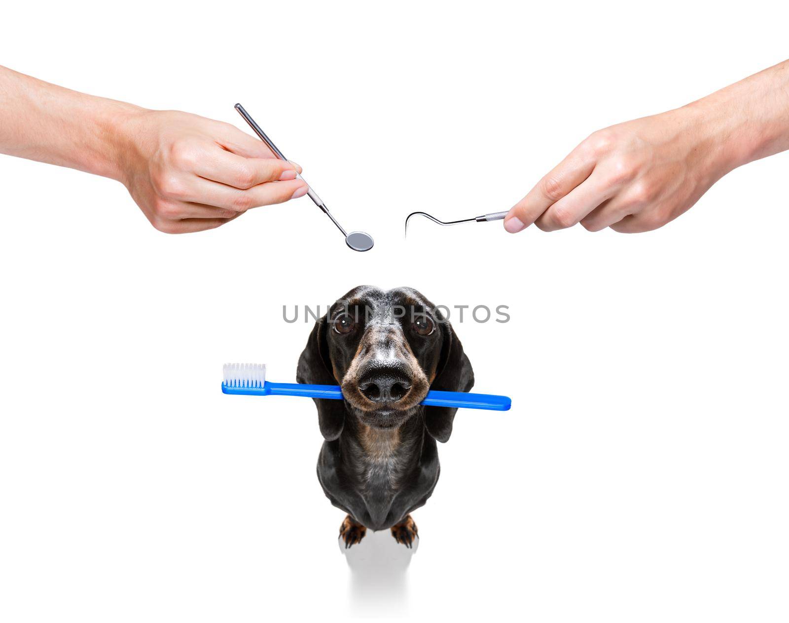 sausage dachshund dog holding a toothbrush with mouth , isolated on white background