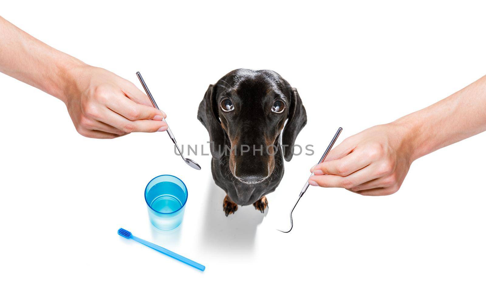 sausage dachshund dog holding a toothbrush with mouth , isolated on white background