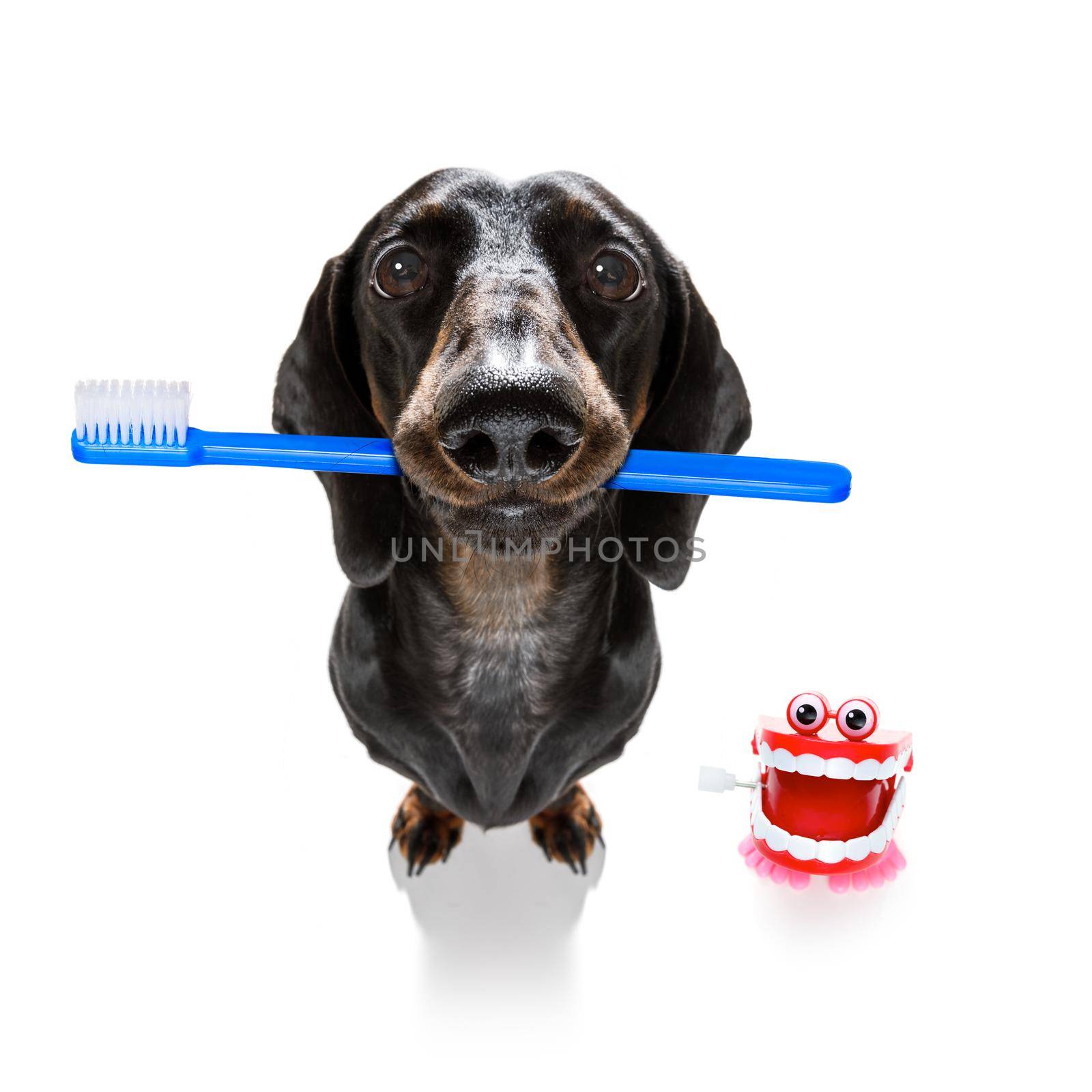 sausage dachshund dog holding a toothbrush with mouth , isolated on white background