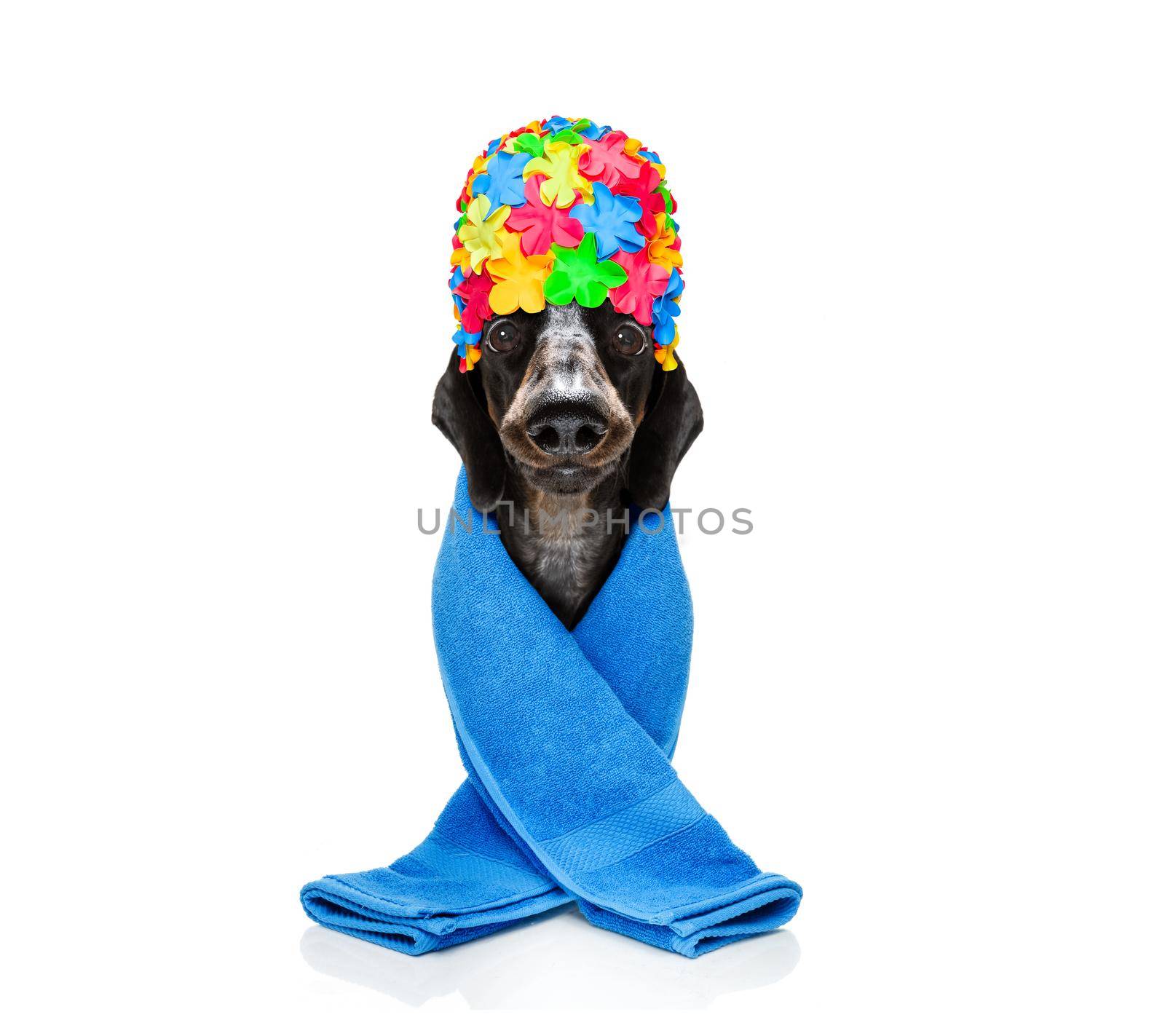 sausage dachshund dog wearing a bath shower cap and a towel, ready for a spa wellness treatment