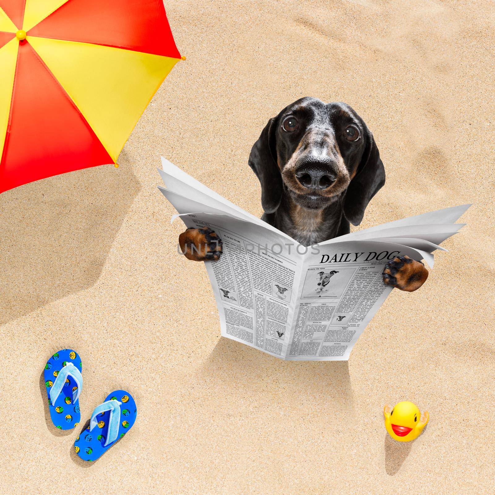 dog at the beach reads newspaper by Brosch
