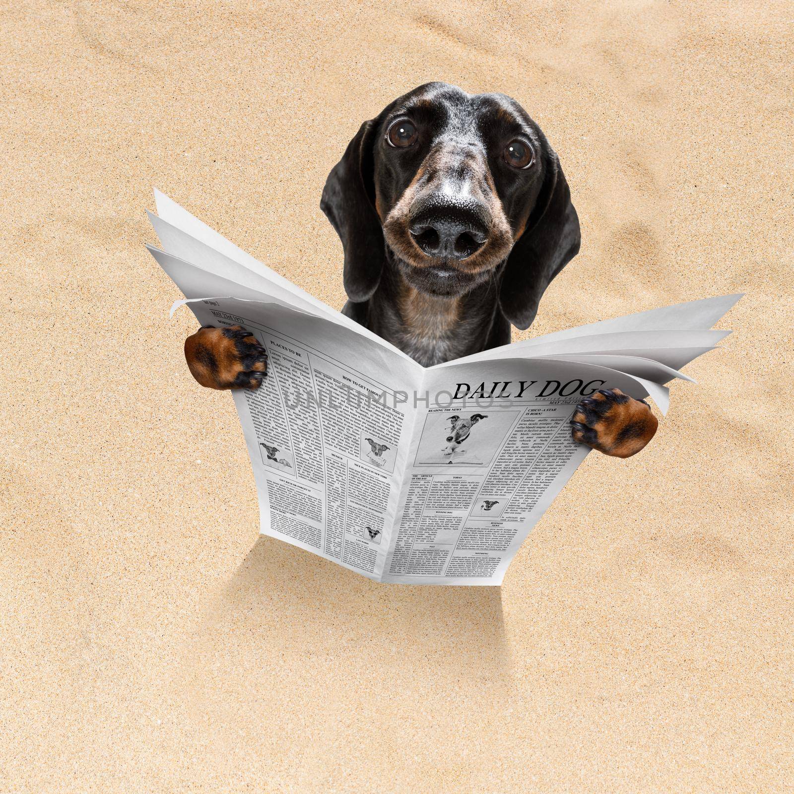 sausage dachshund dog at the beach reads newspaper in sand under umbrella on summer holiday vacation at the ocean beach