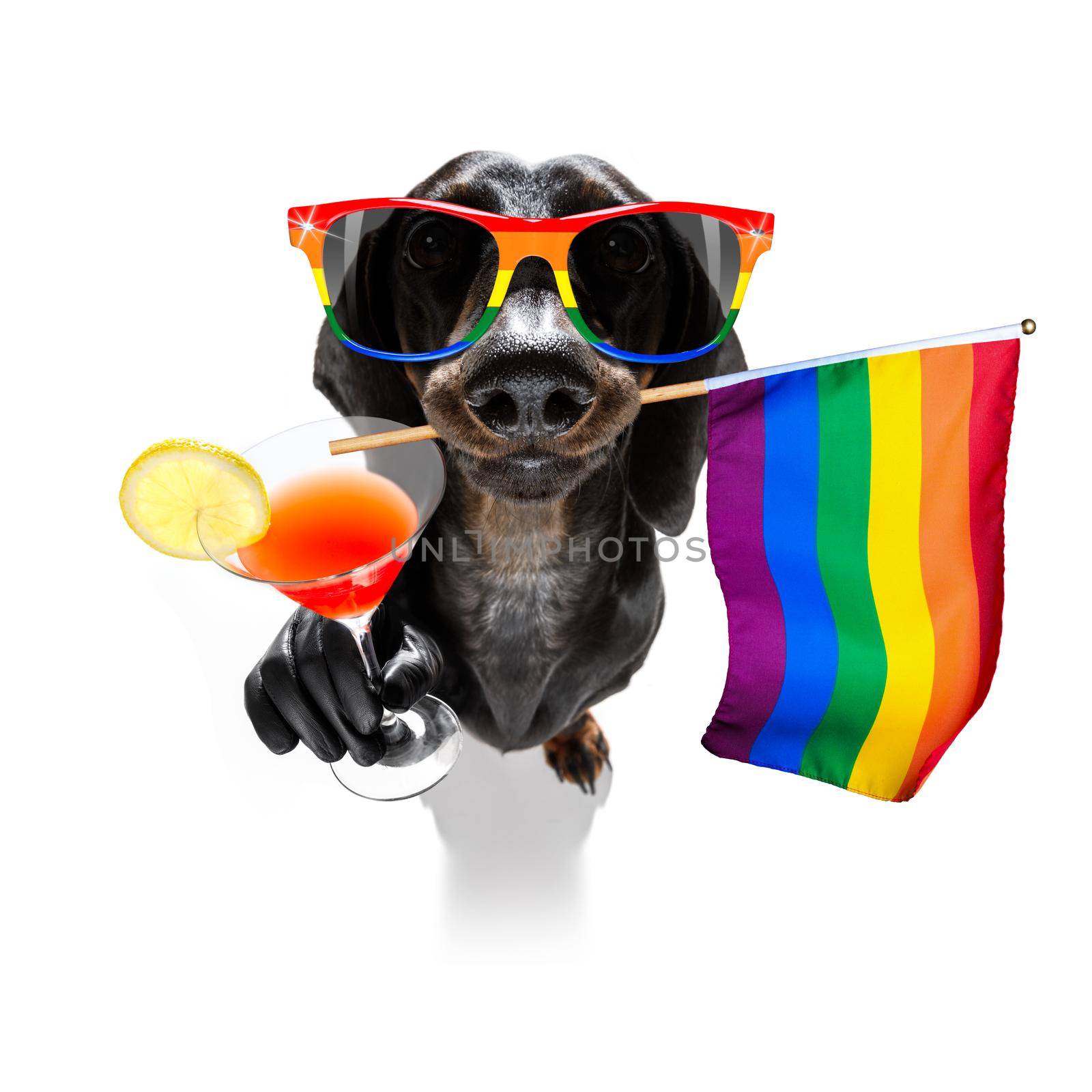 crazy funny gay homosexual  dachshund sausage dog proud of human rights ,sitting and waiting, with rainbow flag tie  and sunglasses , cheers with cocktail a toast
