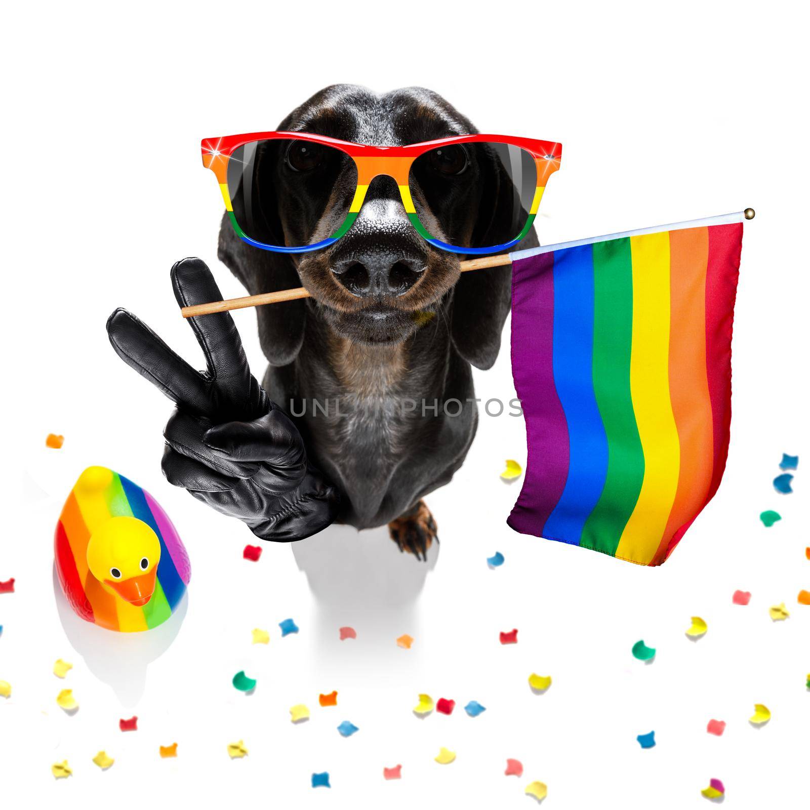 crazy funny gay homosexual  dachshund sausage dog proud of human rights ,sitting and waiting, with rainbow flag tie  and sunglasses , isolated on white background