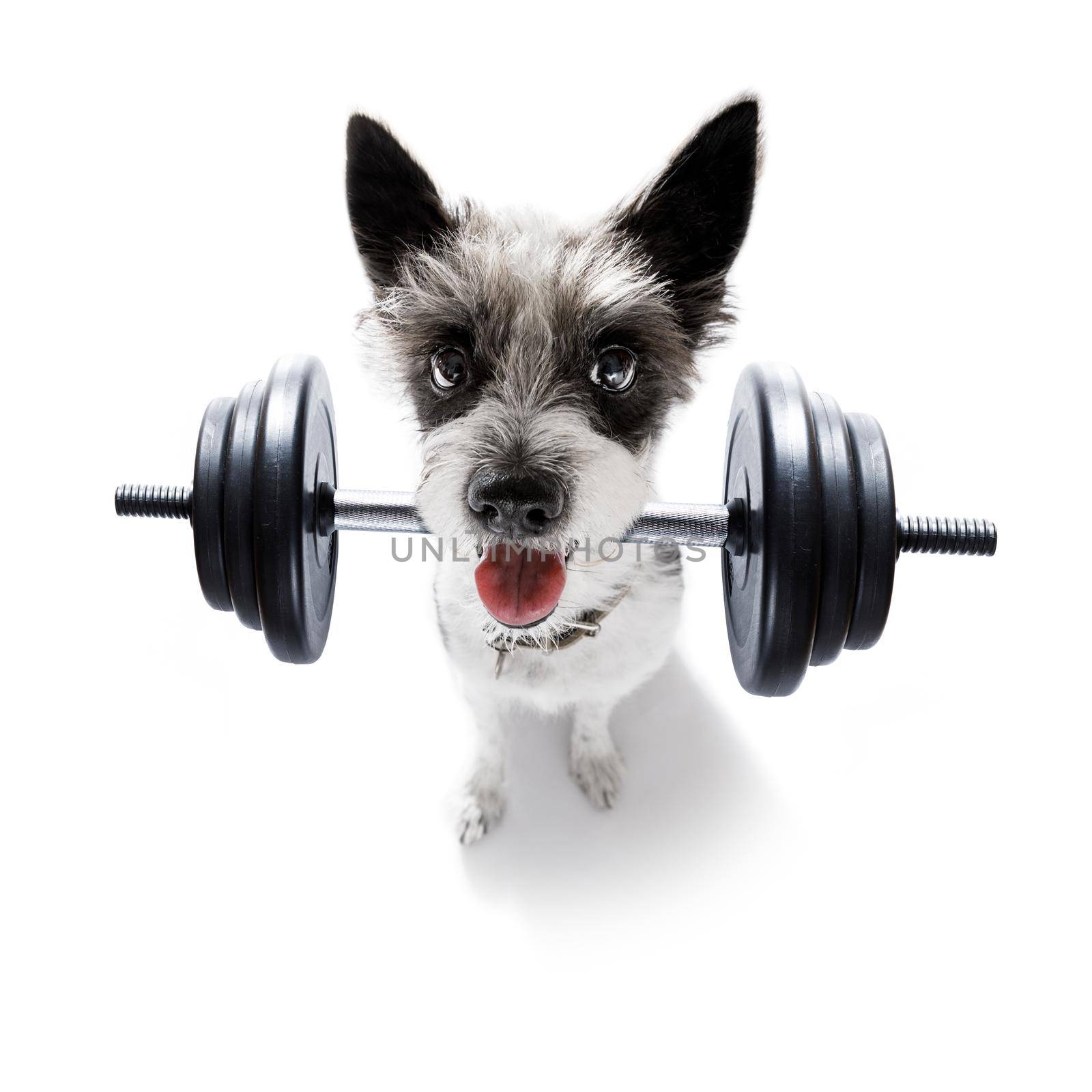 fitness poodle dog lifting a heavy big dumbbell, as personal trainer , isolated on white background
