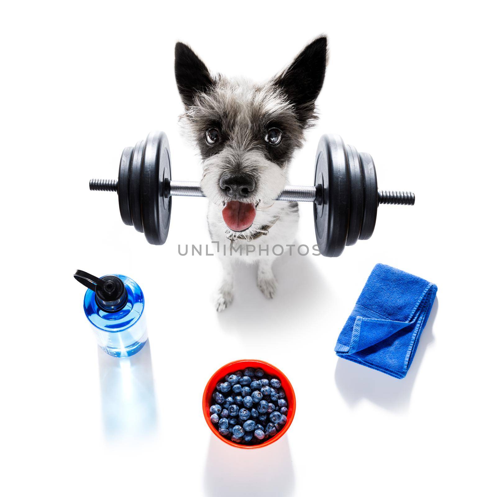 fitness poodle dog lifting a heavy dumbbell, as personal trainer , isolated on white background with healthy food or fruit