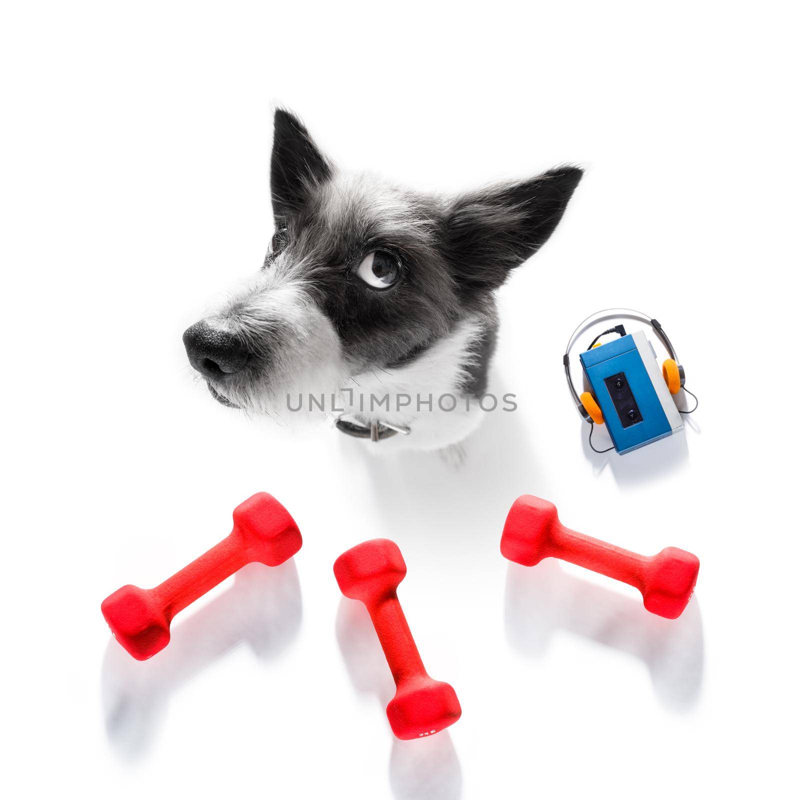 fitness poodle dog with  a heavy dumbbell, as personal trainer , isolated on white background