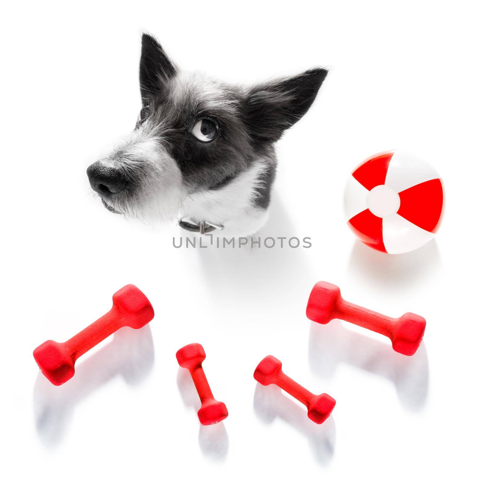 fitness poodle dog with  a heavy dumbbell, as personal trainer , isolated on white background
