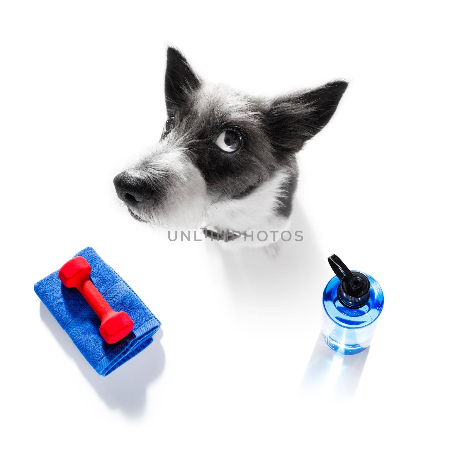 fitness poodle dog with  a heavy dumbbell, as personal trainer , isolated on white background