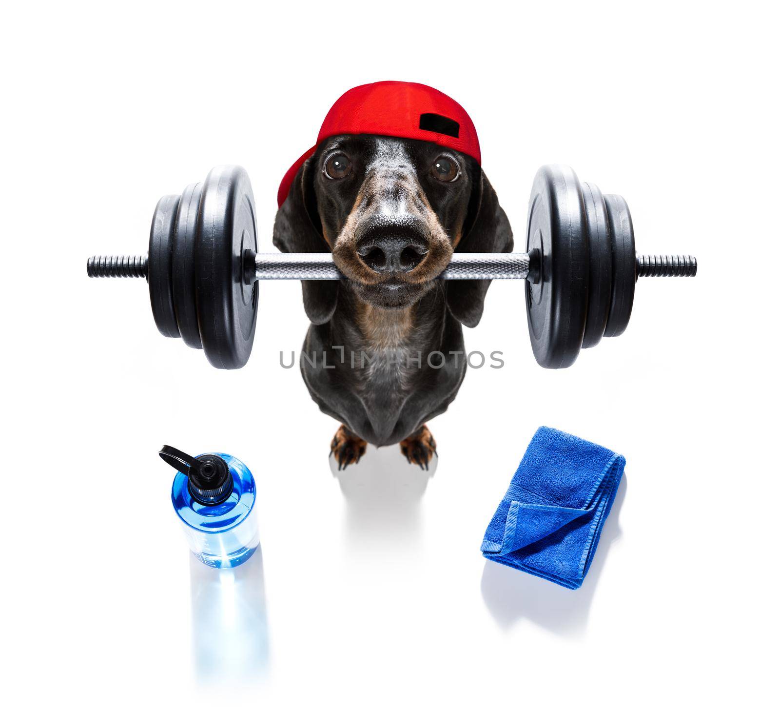 fitness sausage dachshund dog lifting a heavy big dumbbell, as personal trainer , isolated on white background