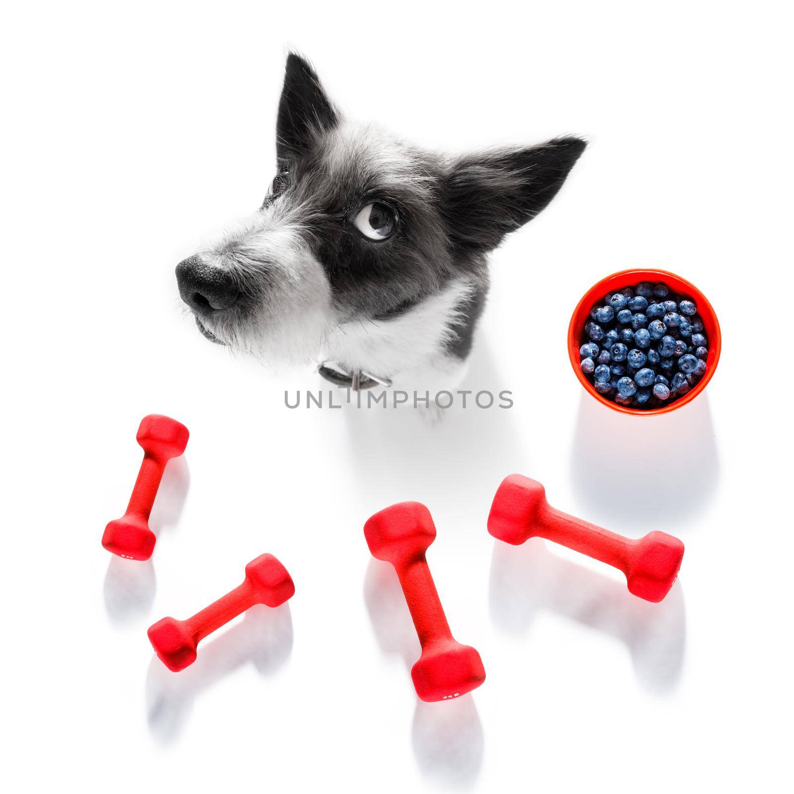 fitness poodle dog with  a heavy dumbbell, as personal trainer , isolated on white background with healthy food or fruit