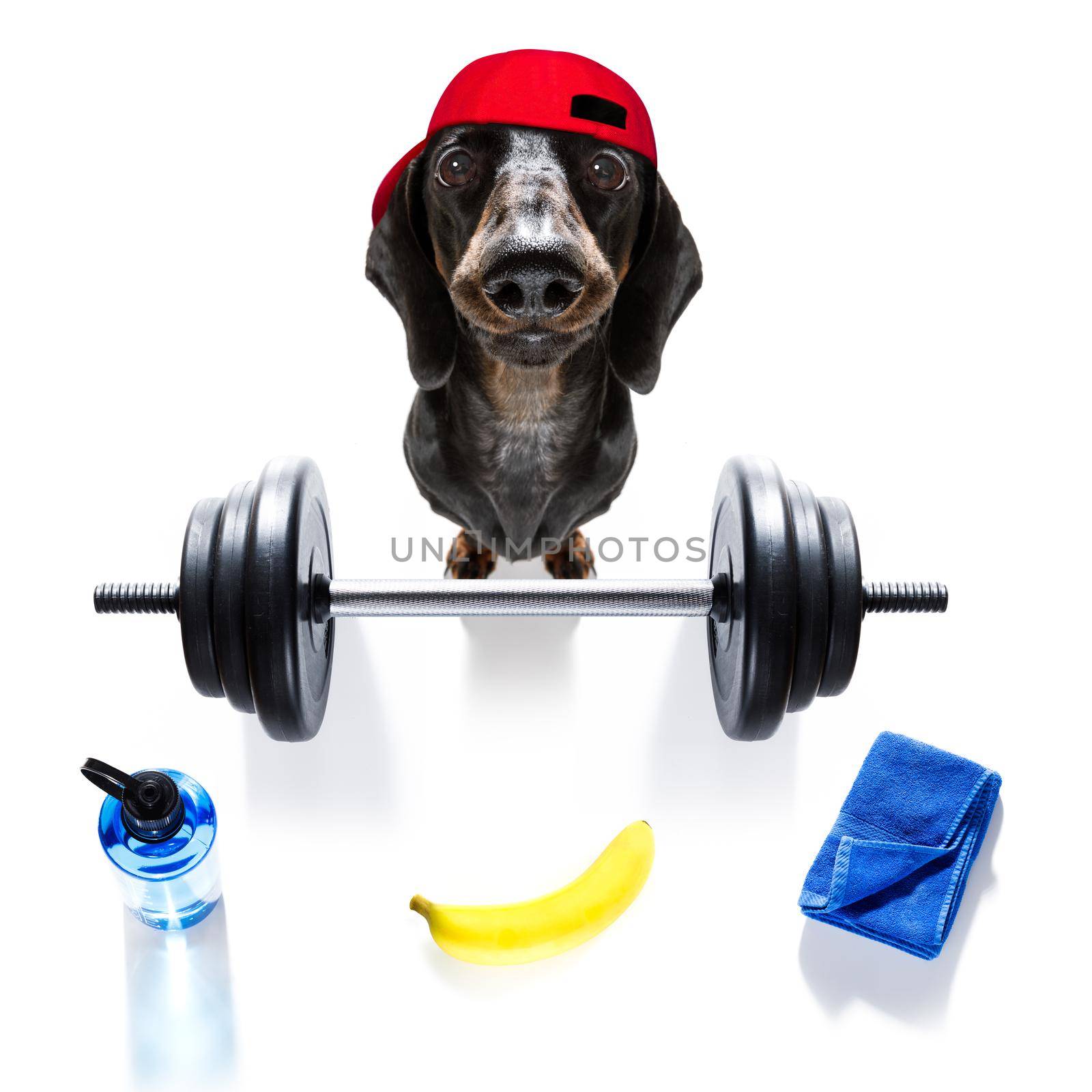 fitness sausage dachshund dog lifting a heavy big dumbbell, as personal trainer , isolated on white background and a banana fruit