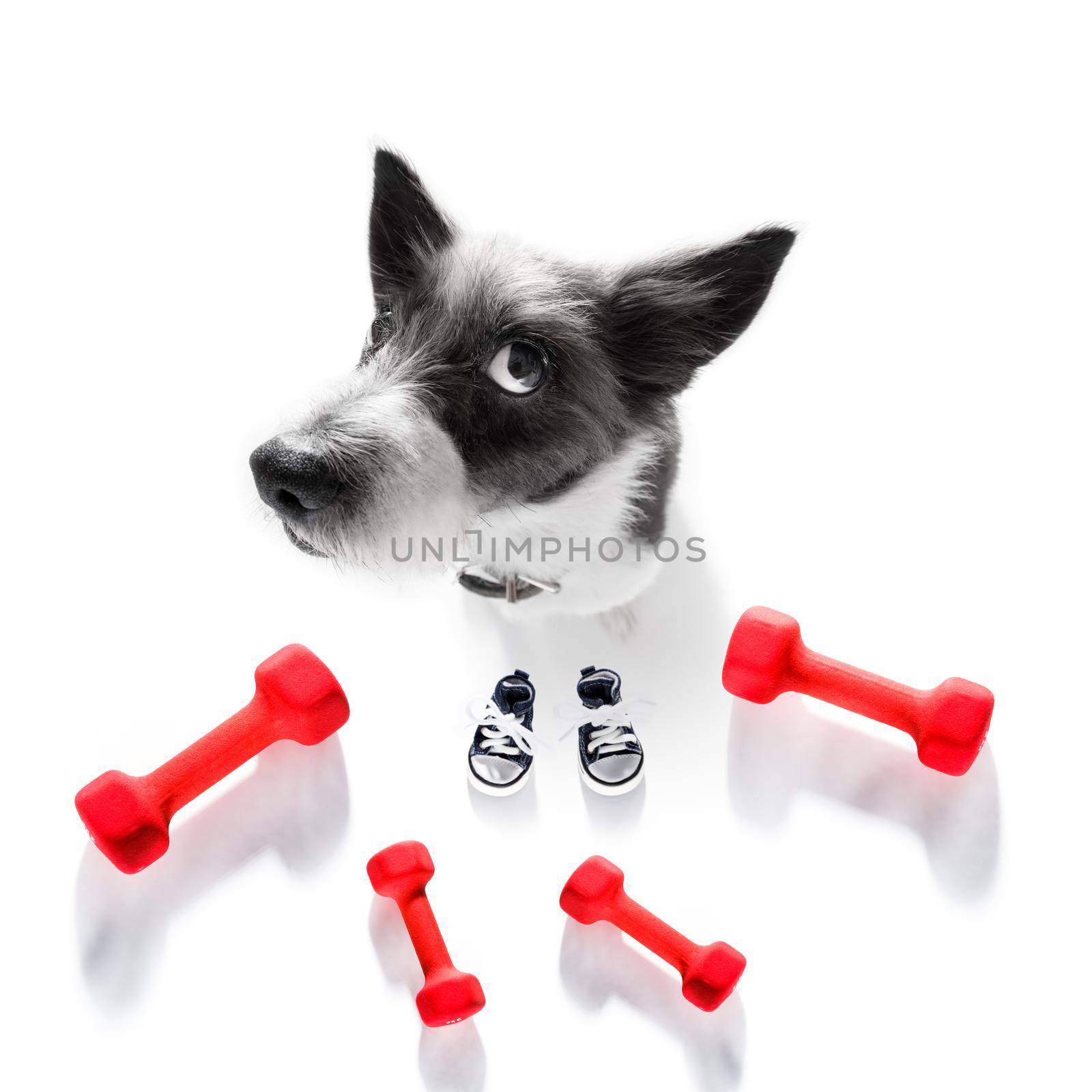 fitness poodle dog with  a heavy dumbbell, as personal trainer , isolated on white background