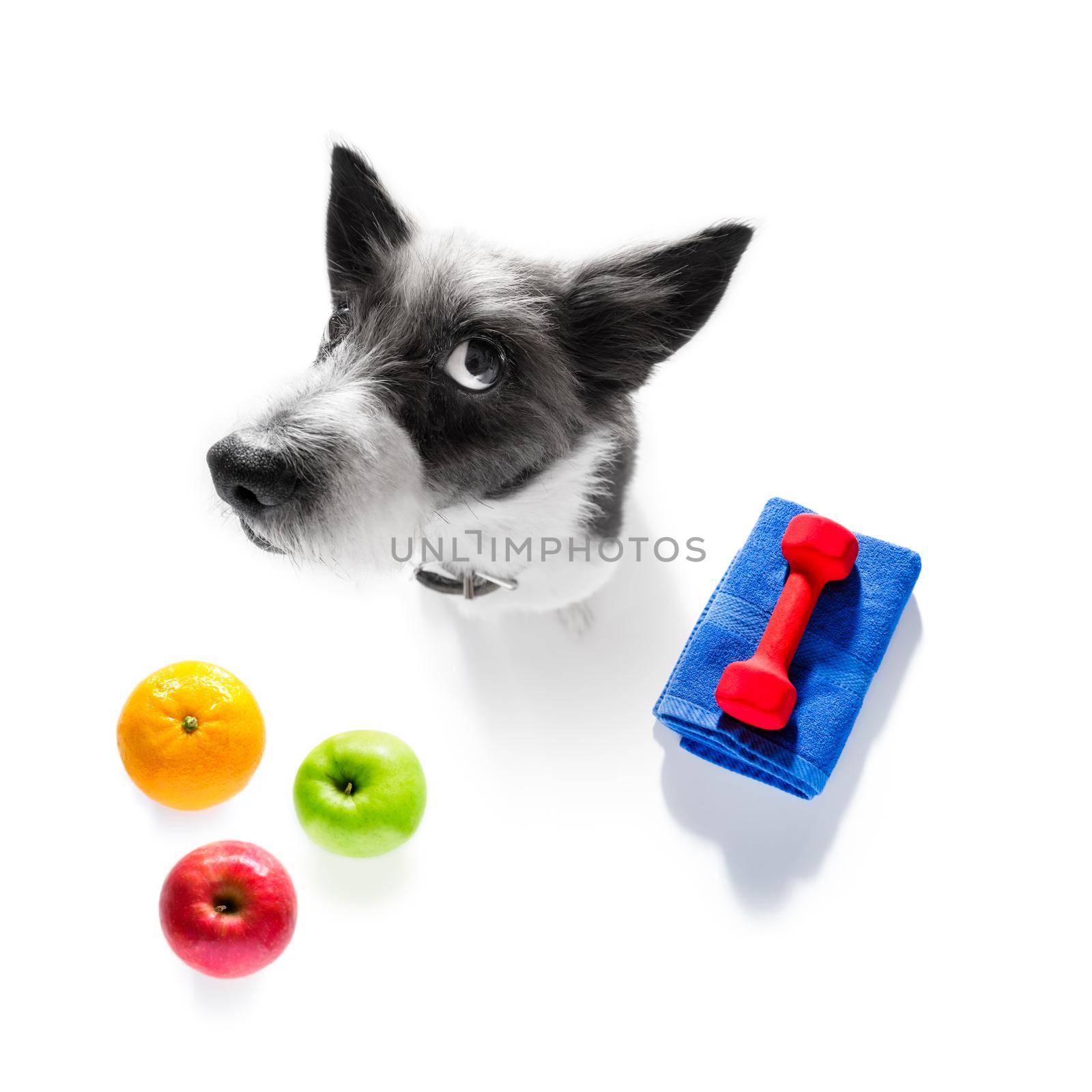 fitness poodle dog with  a heavy dumbbell, as personal trainer , isolated on white background with healthy food or fruit