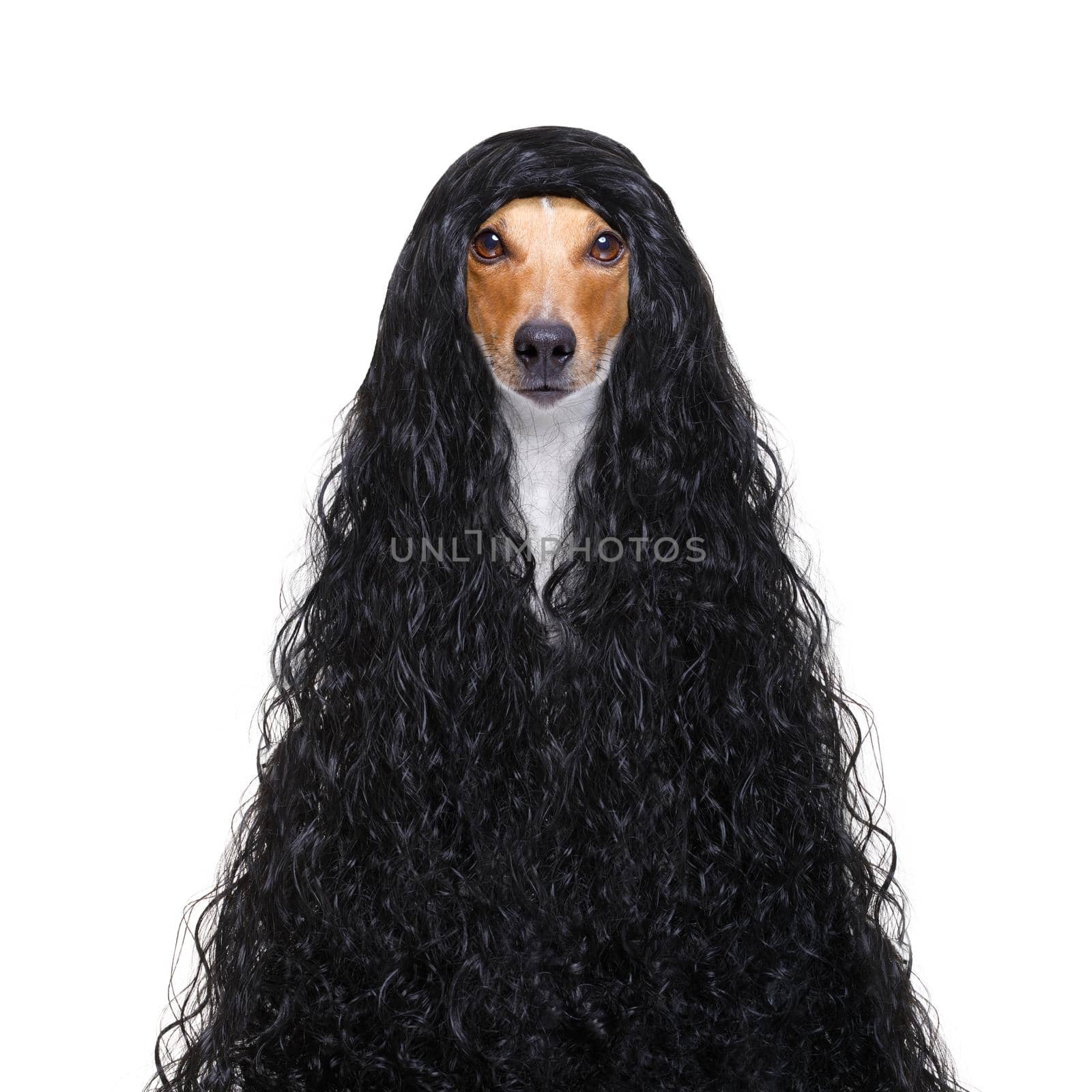 hairdresser dog ready to look beautiful by comb, scissors, dryer, and spray at the wellness spa salon, isolated on white background with very long hair