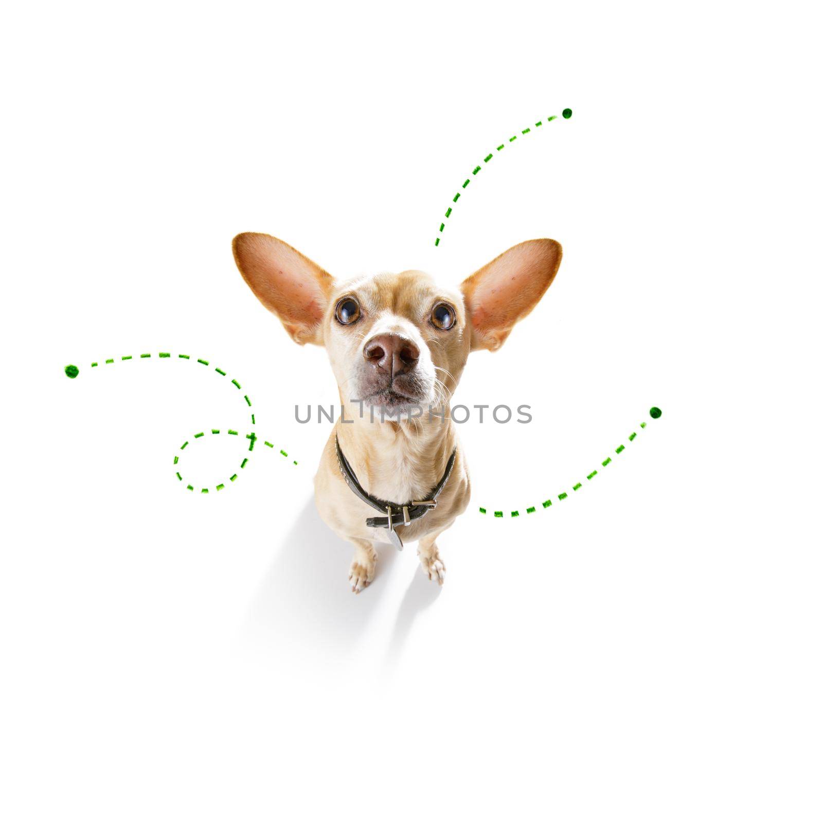 chihuahua dog considering the problem of tick insects and fleas , close to scratch its skin or fur , isolated on white background
