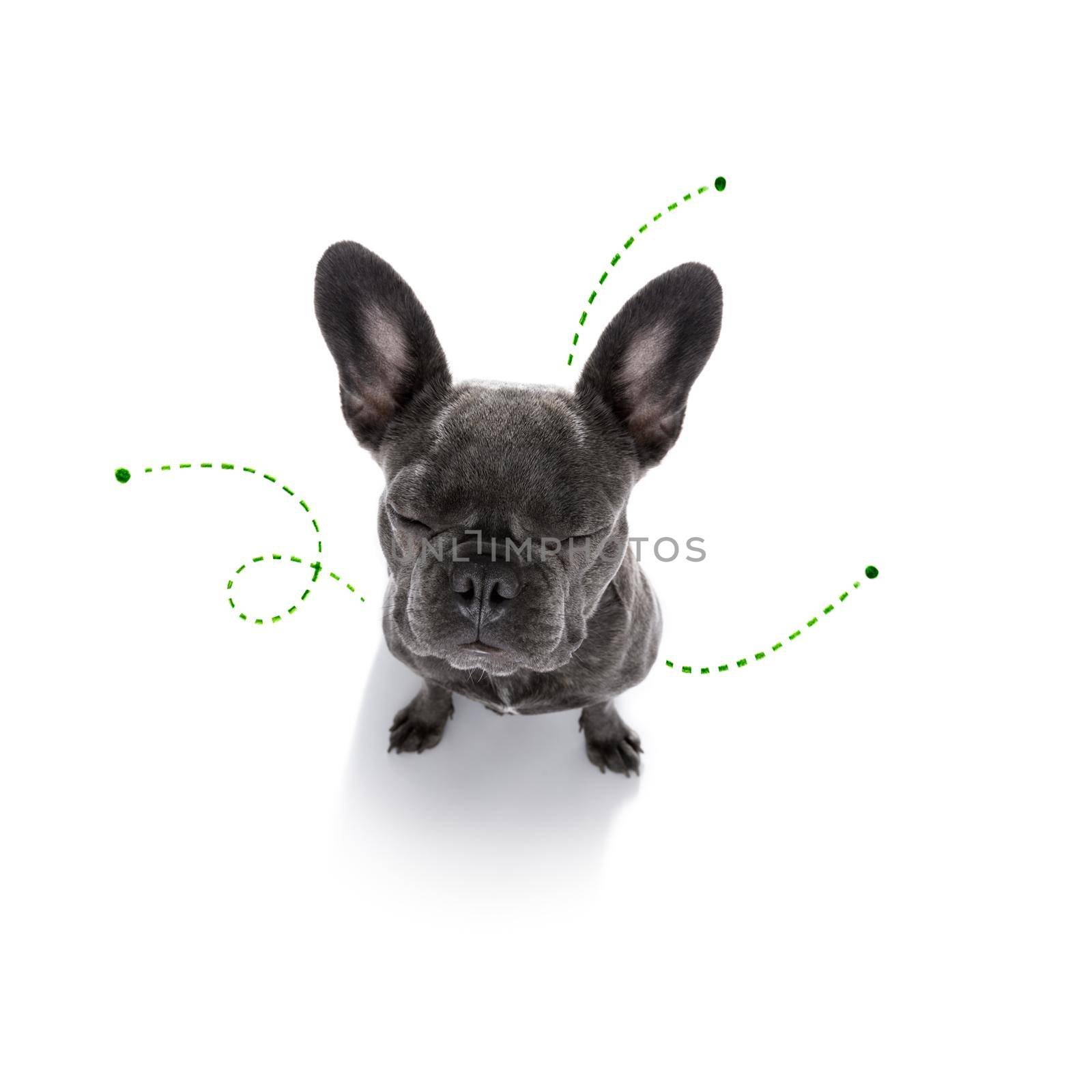 french bulldog  dog considering the problem of tick insects and fleas , close to scratch its skin or fur , isolated on white background