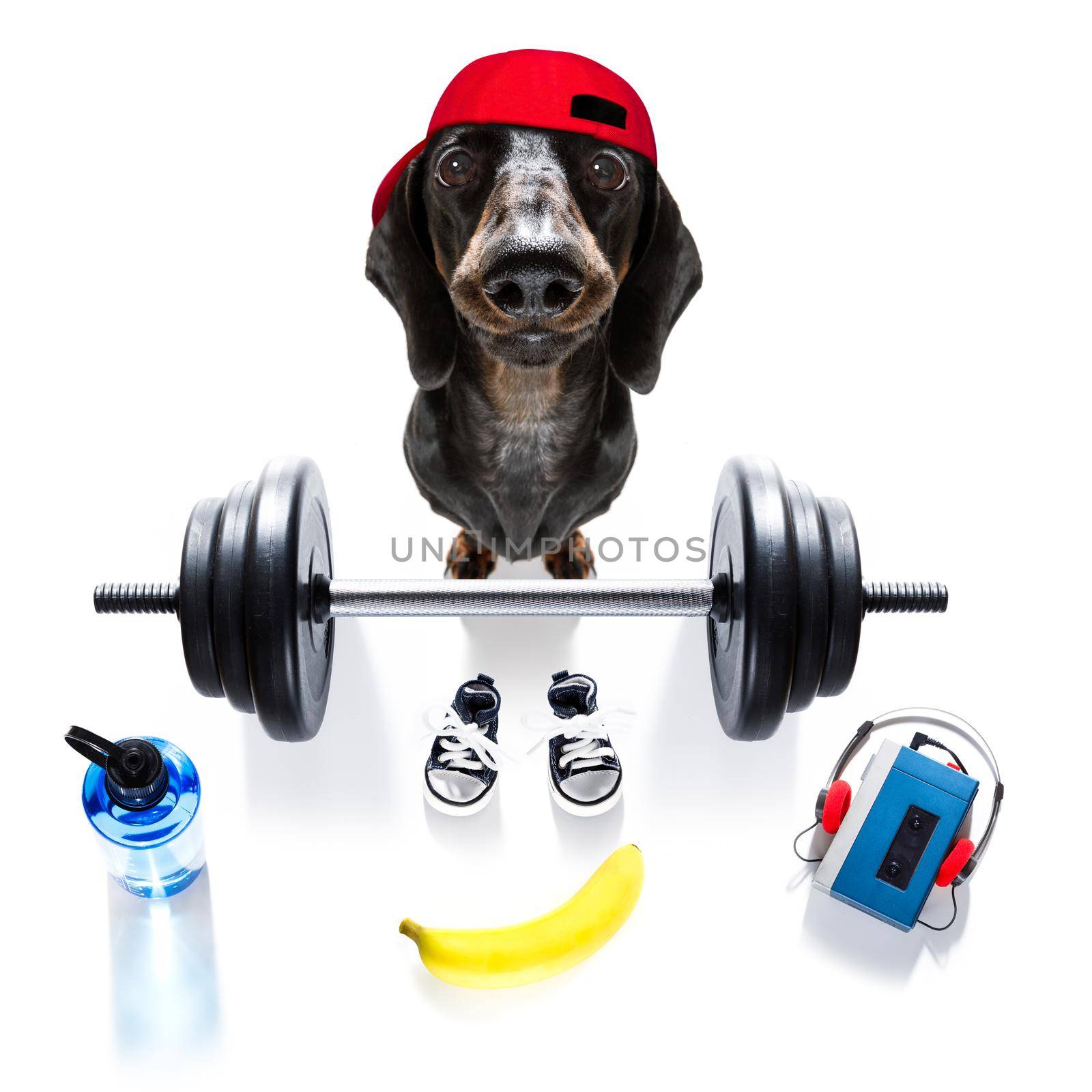 fitness sausage dachshund dog lifting a heavy big dumbbell, as personal trainer , isolated on white background and a banana fruit