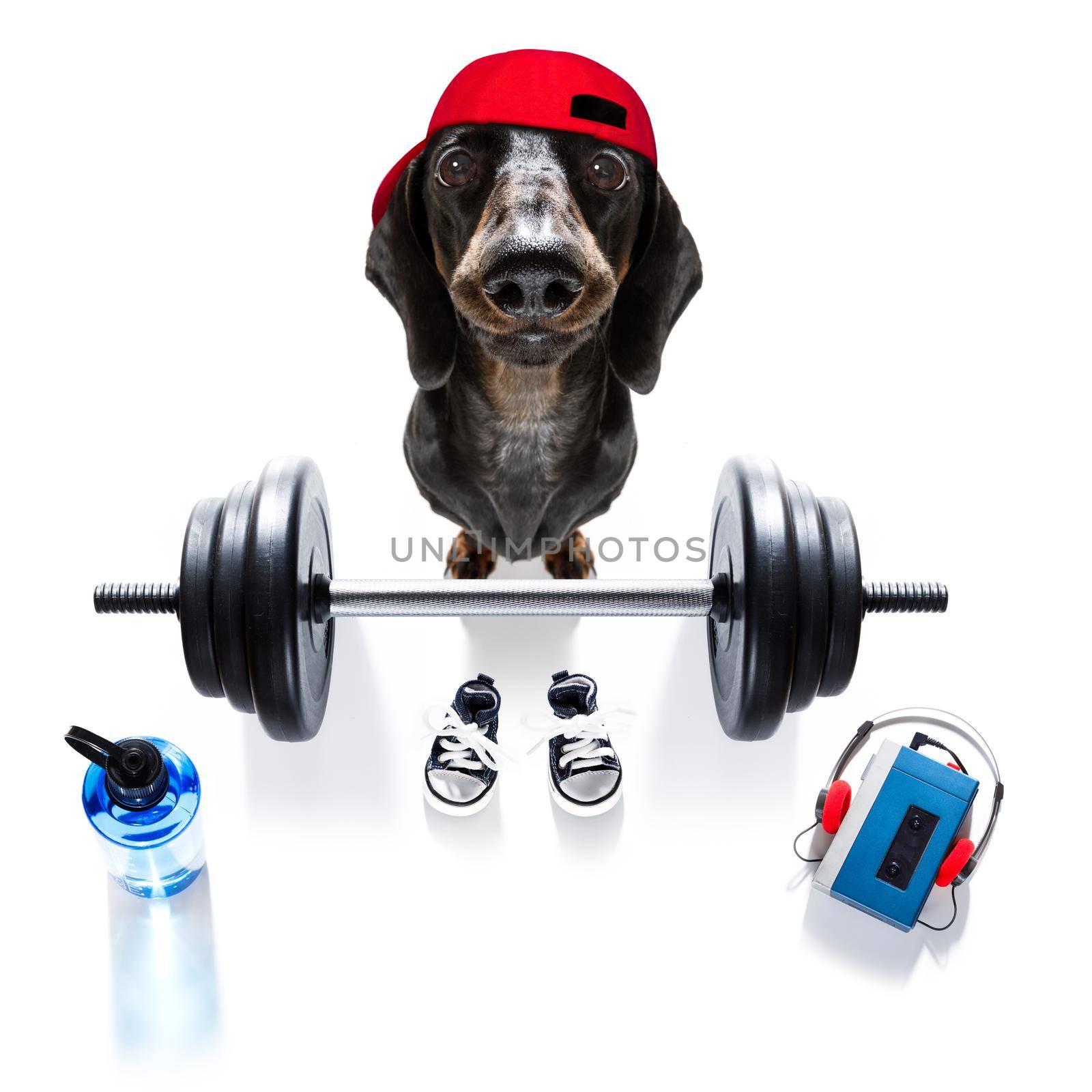 fitness sausage dachshund dog lifting a heavy big dumbbell, as personal trainer , isolated on white background