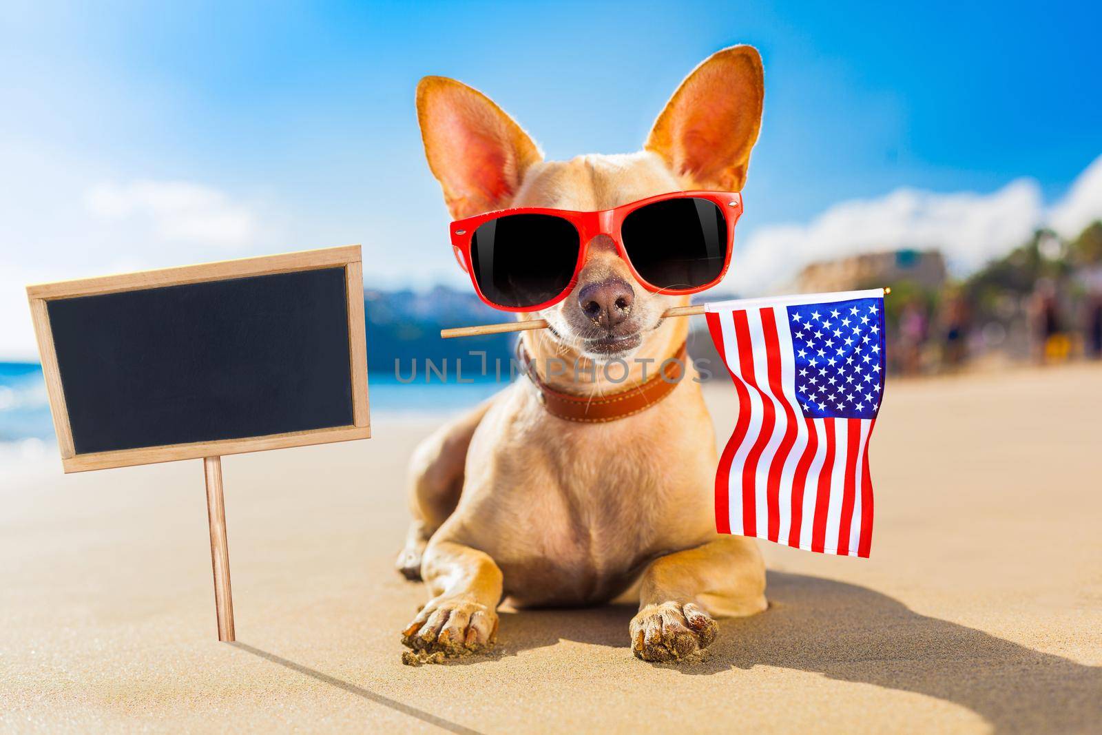 surfer dog  at the beach by Brosch