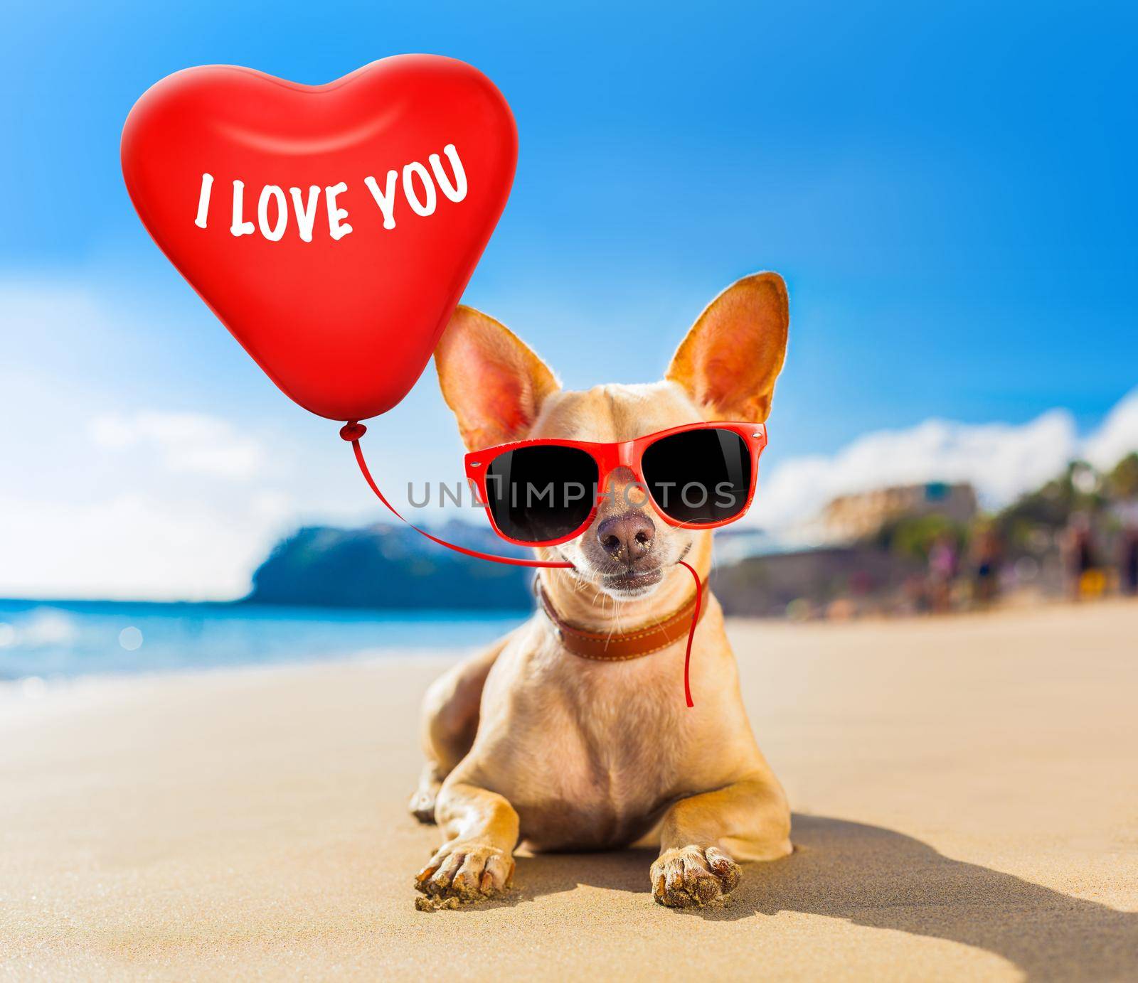 chihuahua dog at the ocean shore beach wearing red funny sunglasses in love with heart balloon for birthday or valentines day