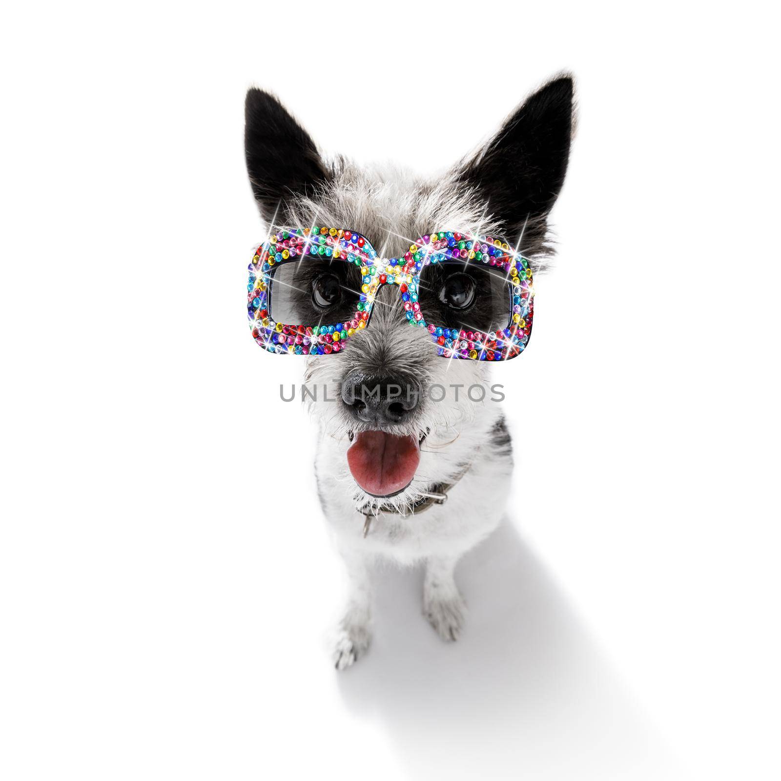 poodle dog with funny gay  fancy  sunglasses  isolated on white background