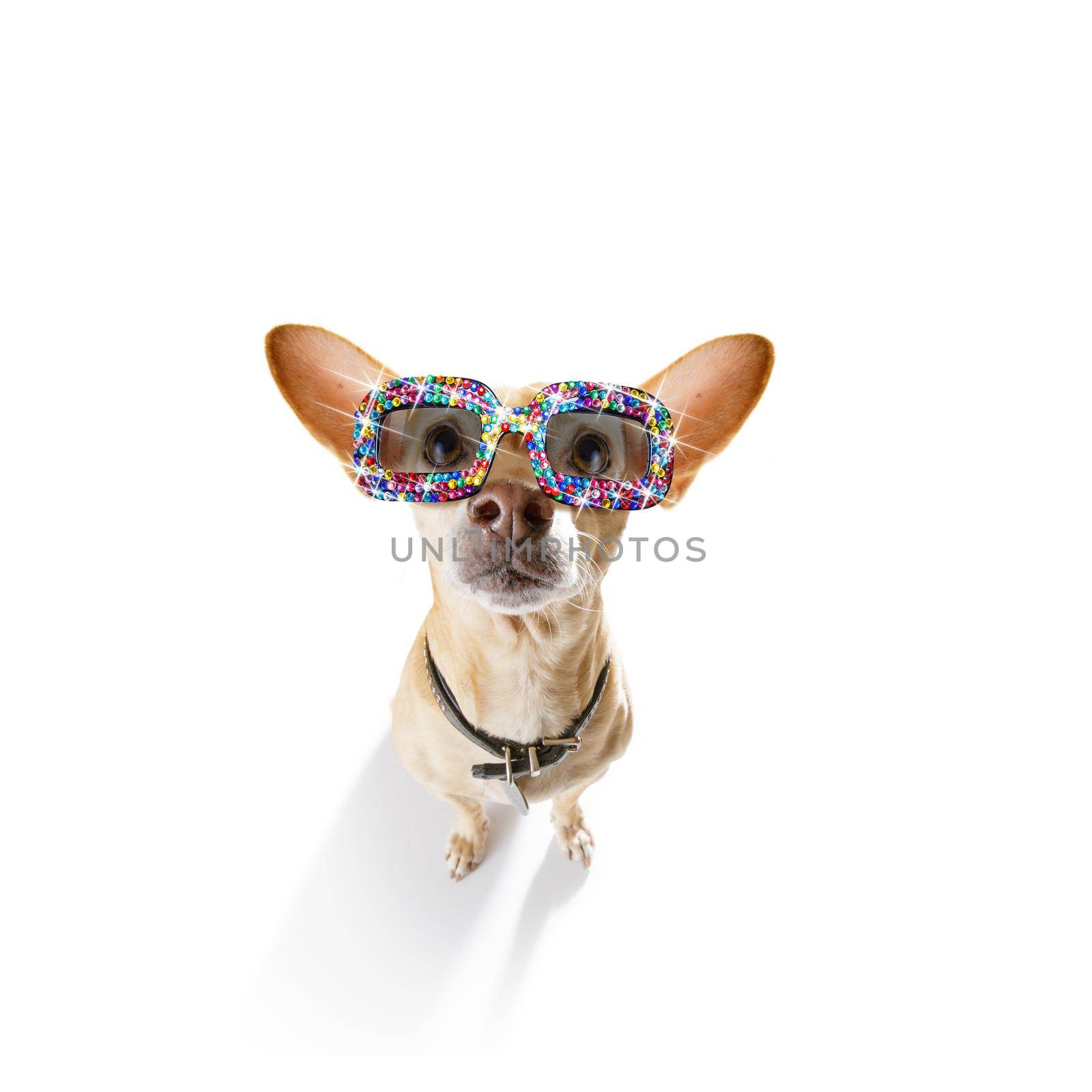 chihuahua dog with funny gay  fancy  sunglasses  isolated on white background