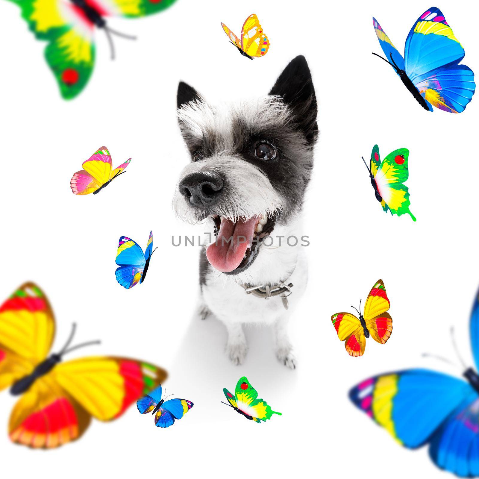 flying  butterflies and  a dog in love  for spring and valentines day , isolated on white background