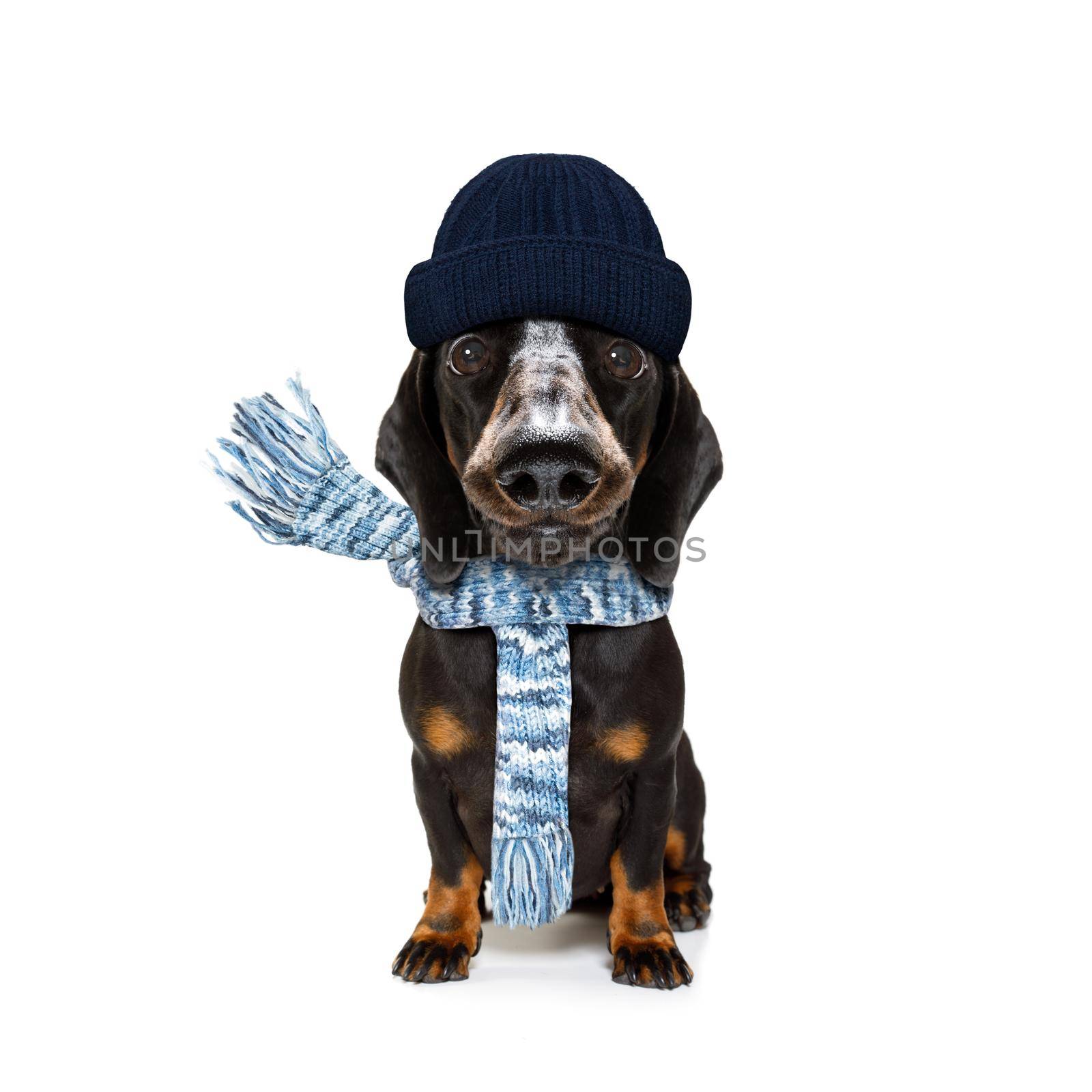 freezing dachshund sausage dog with wool scarf and cap  in winter or autumn fall, isolated on white background
